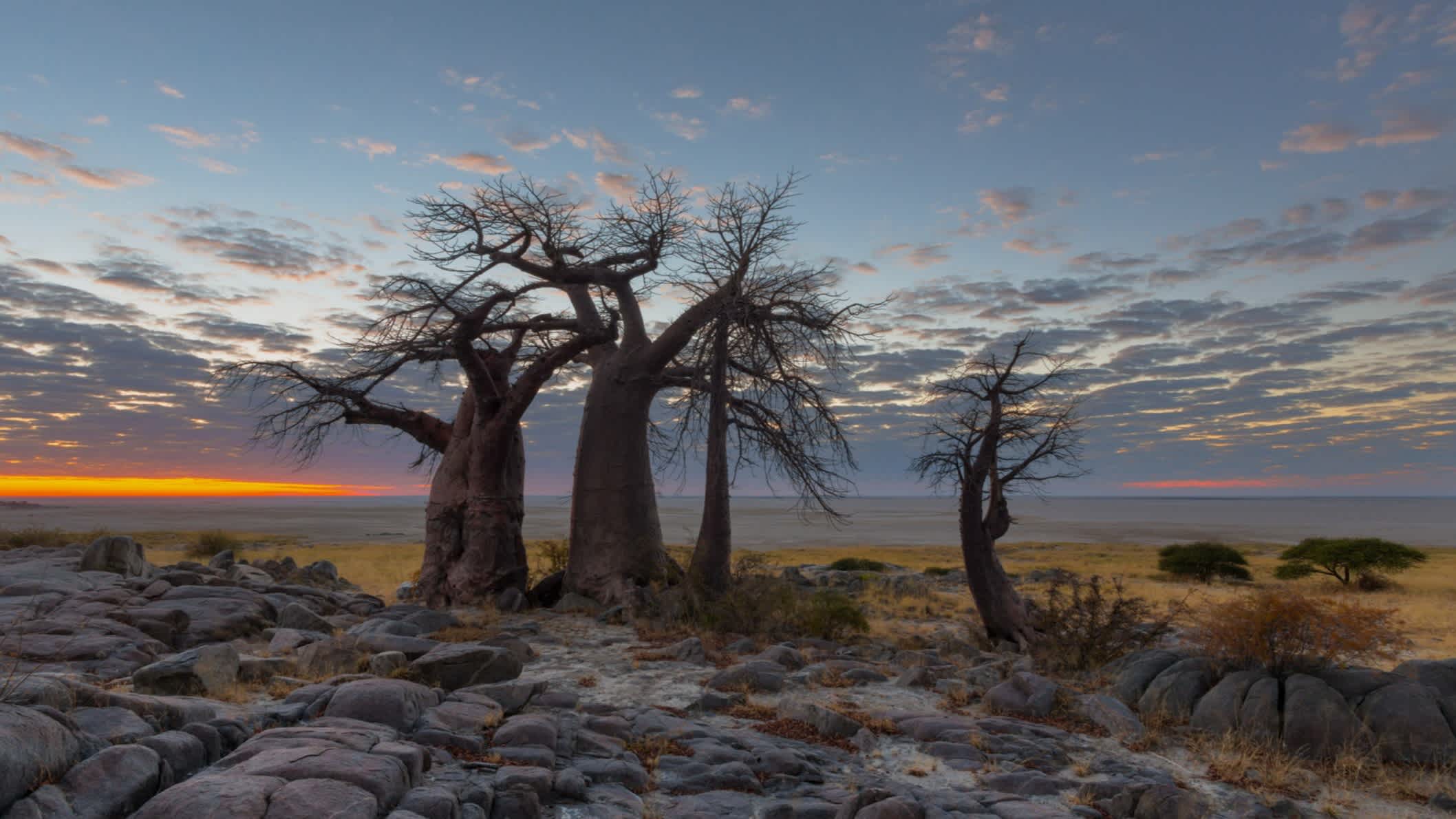 Roches et baobabs sur l'île de Kubu au Botswana