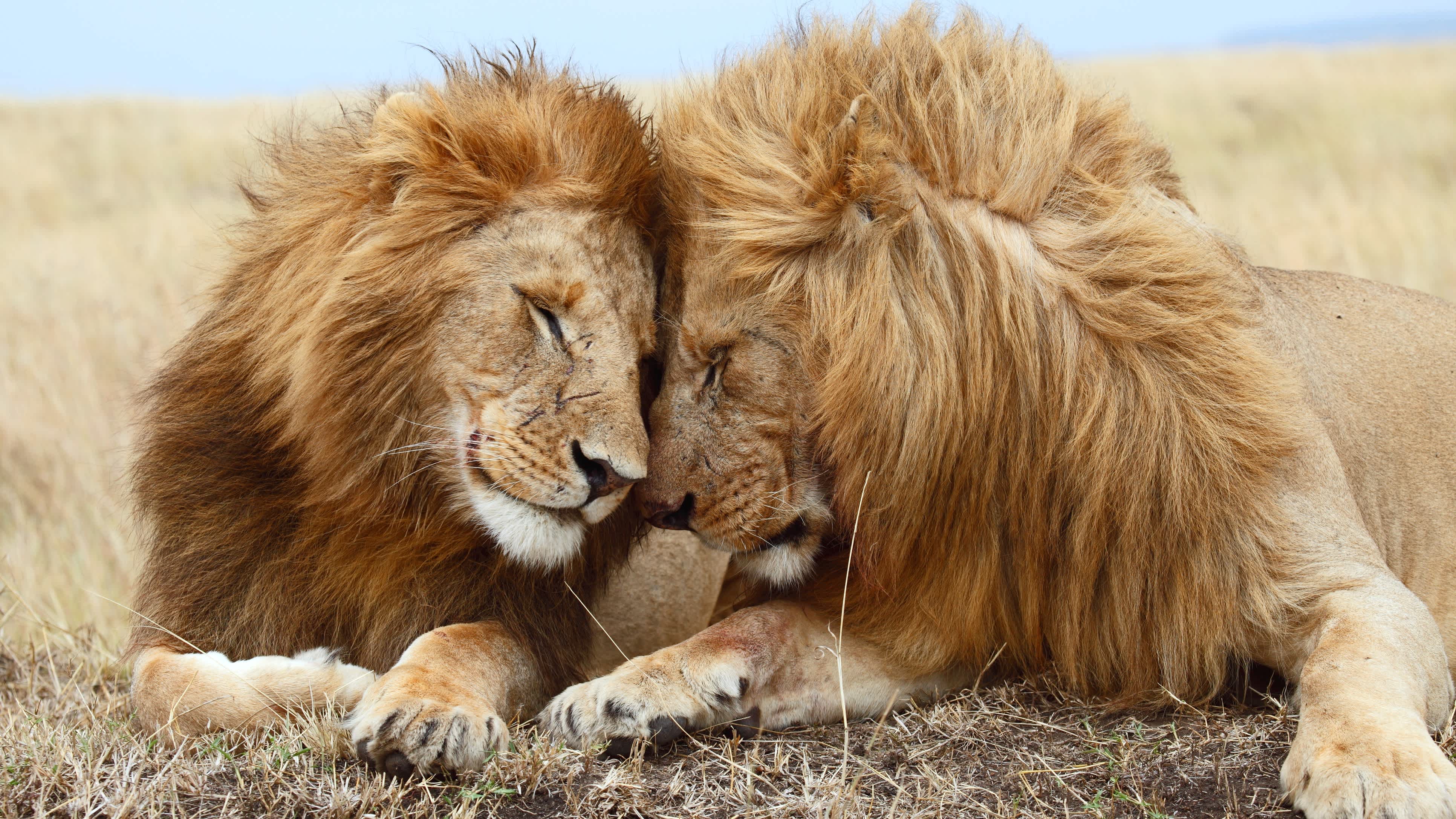Zwei Löwen liegen im hohen Grass in Kenia