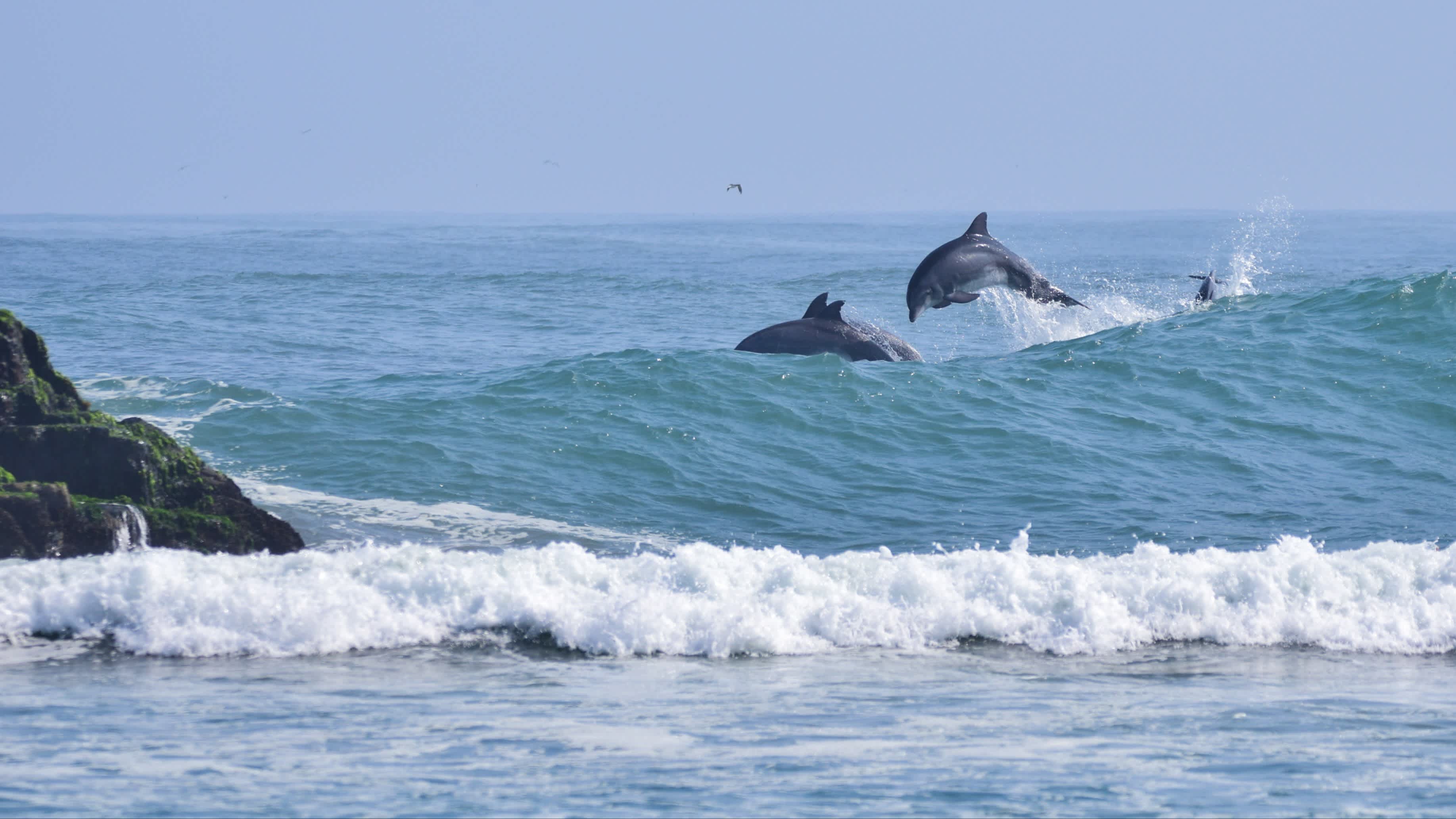Das Surferparadies Cerro Azul in Peru mit Delfinen, die in den azurblauen Wellen surfen und springen sowie Felsen am Rand der Bucht.