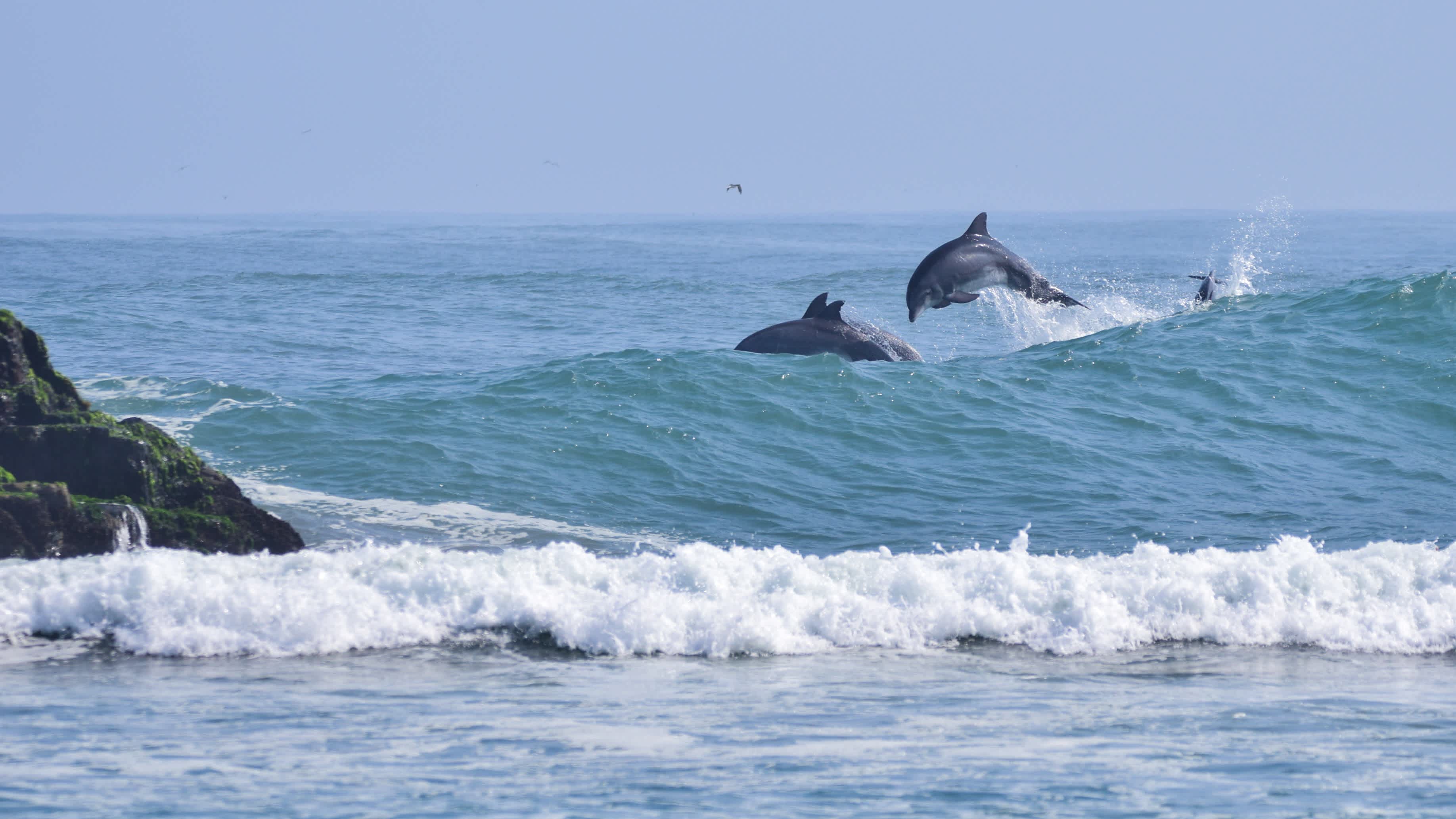 Surferparadies Cerro Azul mit Delfinen