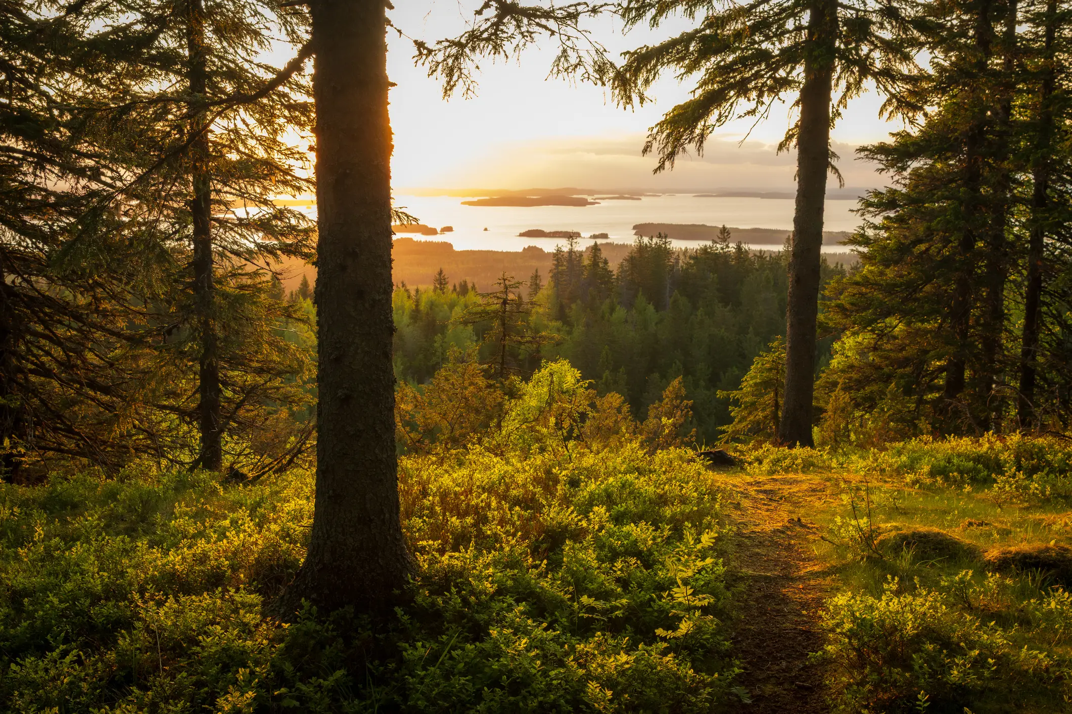 Wald, Naturwald, Finnland, Natur, Sonnenuntergang Wald, Naturwald, Finnland, Natur, Sonnenuntergang
