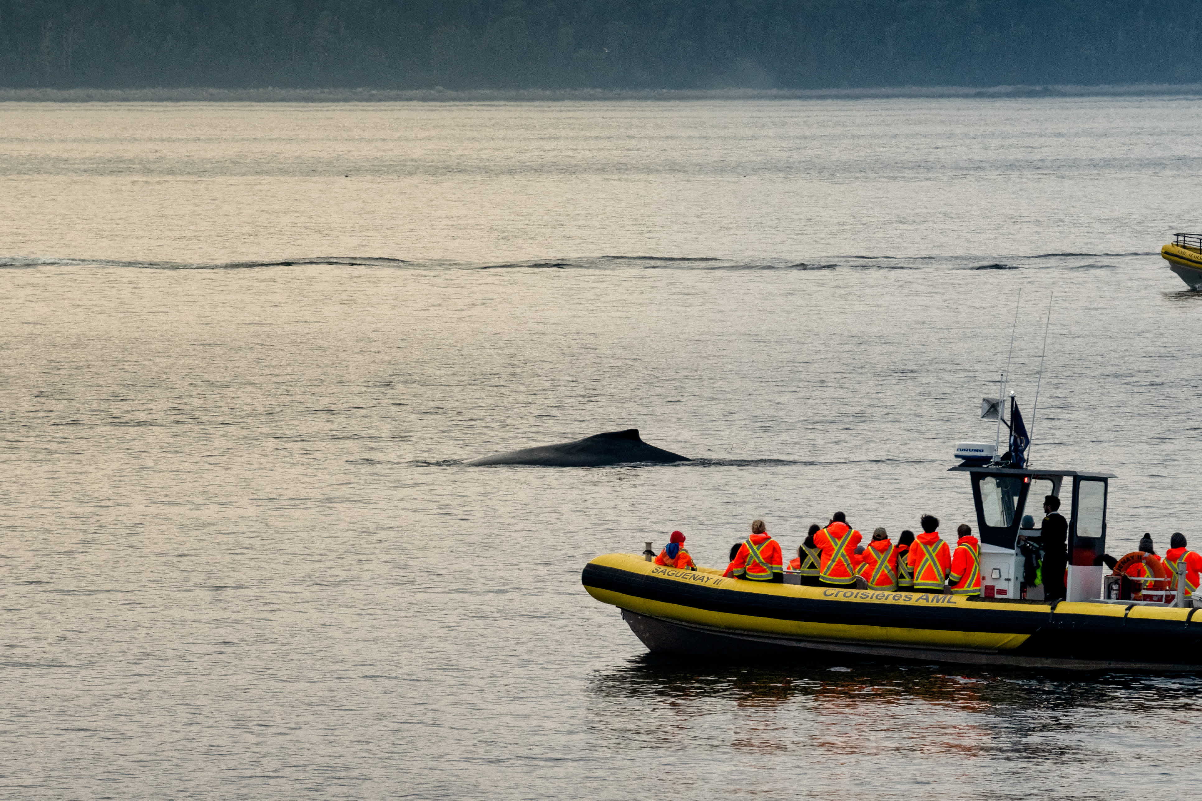 Menschen beobachten vom Schlauchboot aus Wale