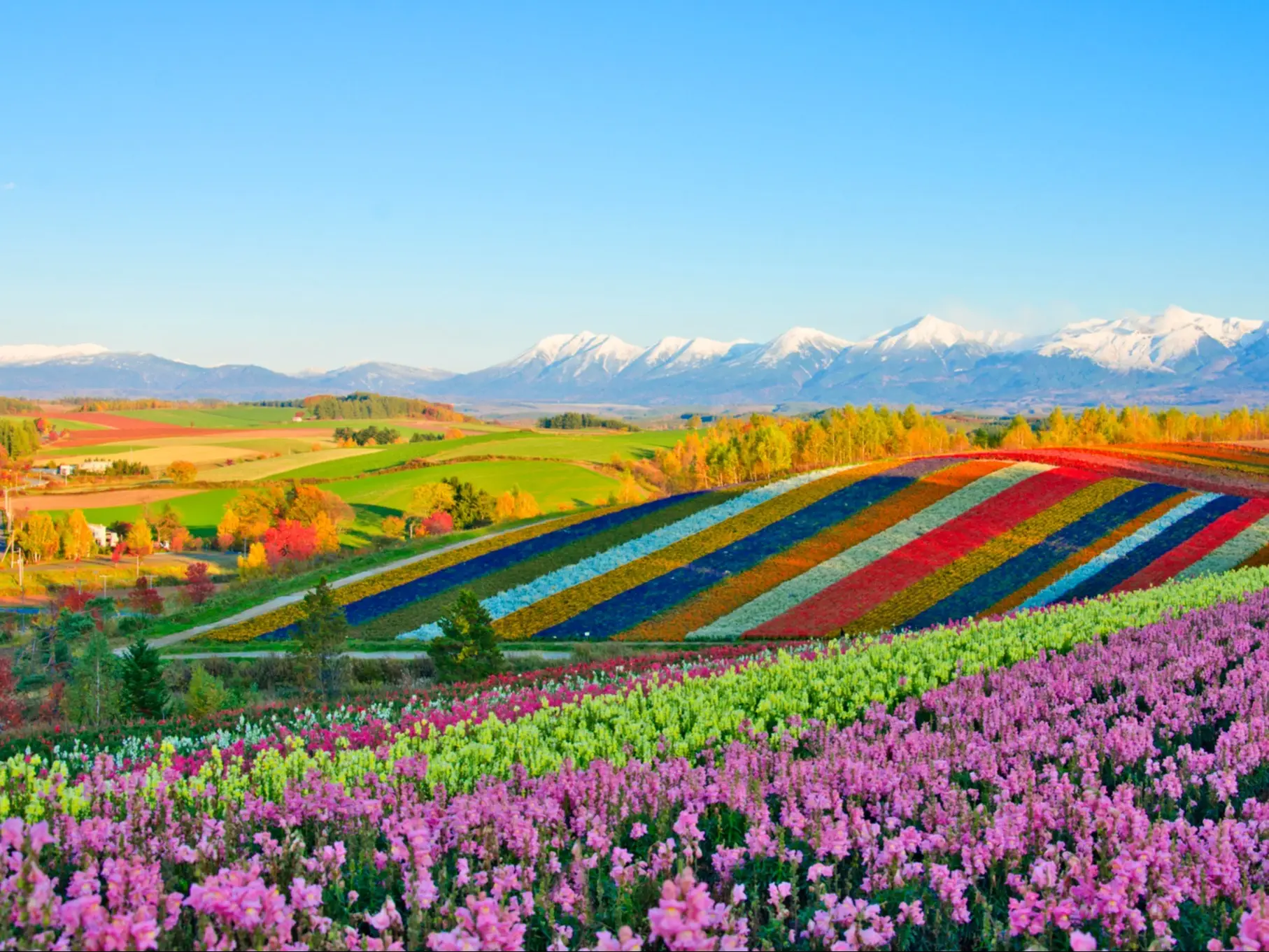 Japan, Hokkaido, Shikisai