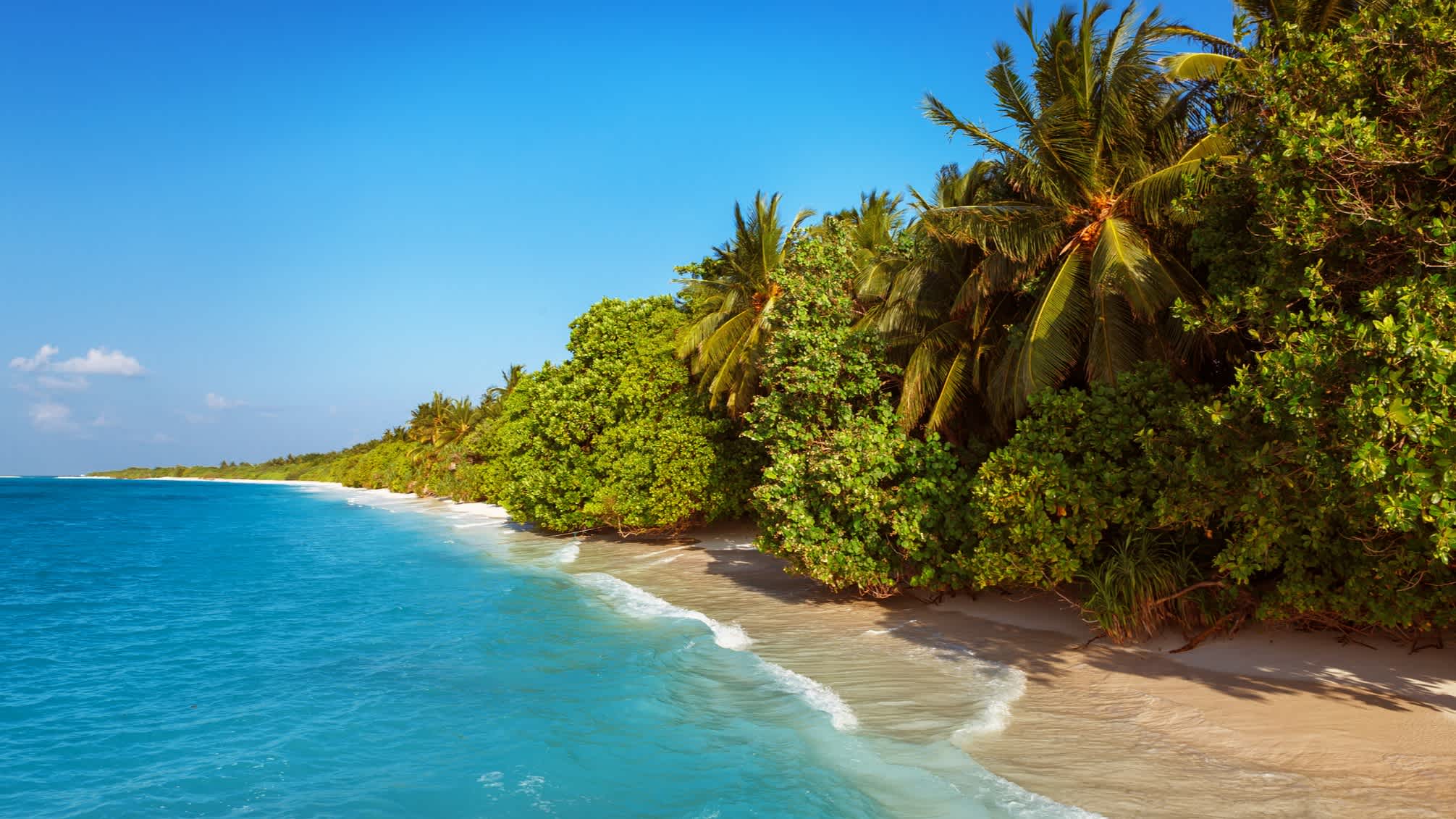 Dichte tropische Vegetation an einem Strand auf den Malediven