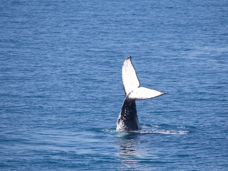 Queue de baleine dans la mer. Honningsvåg, Cap Nord, Norvège.