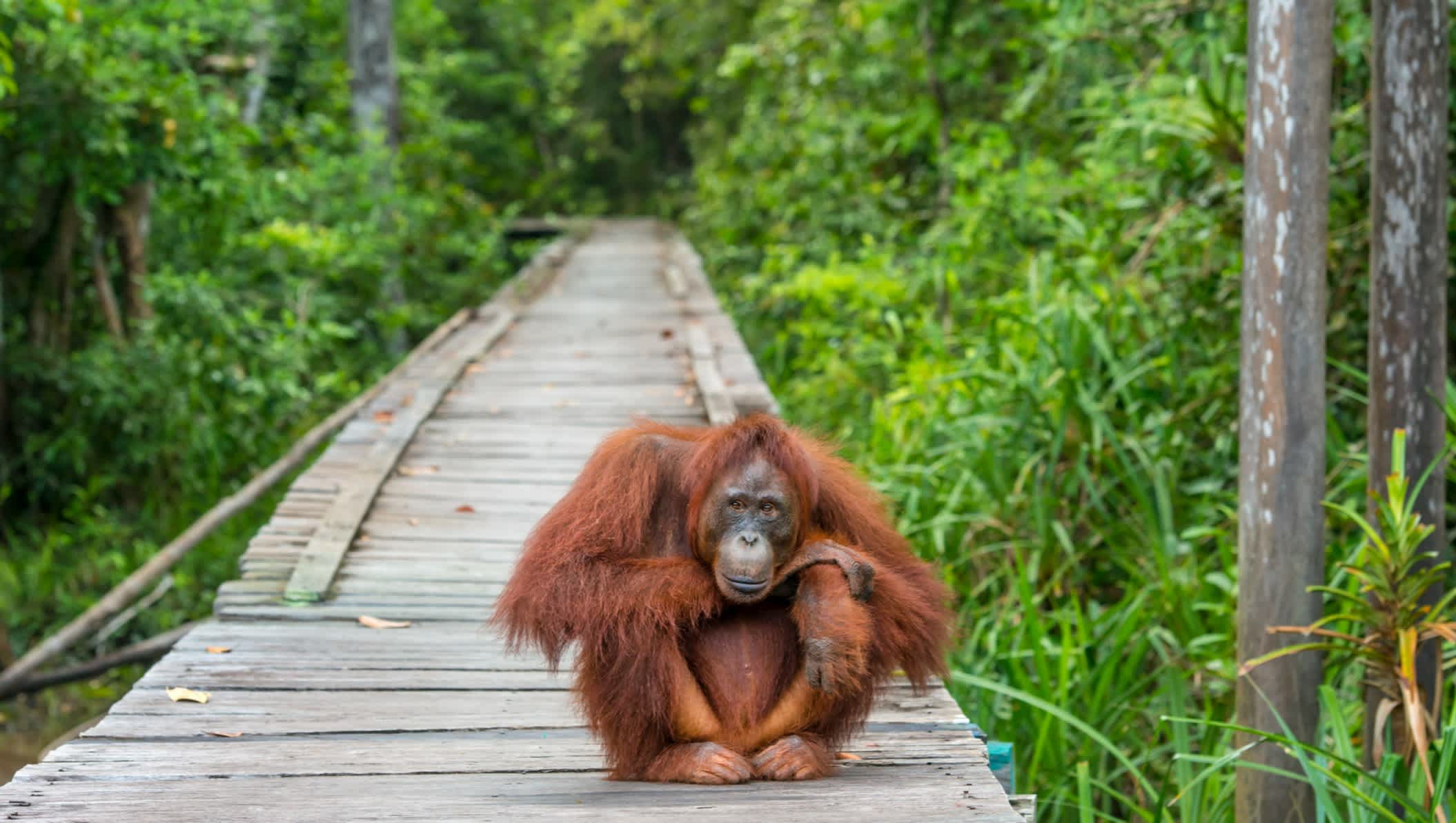 Orang-Utan sitzen auf einem Steg in Borneo