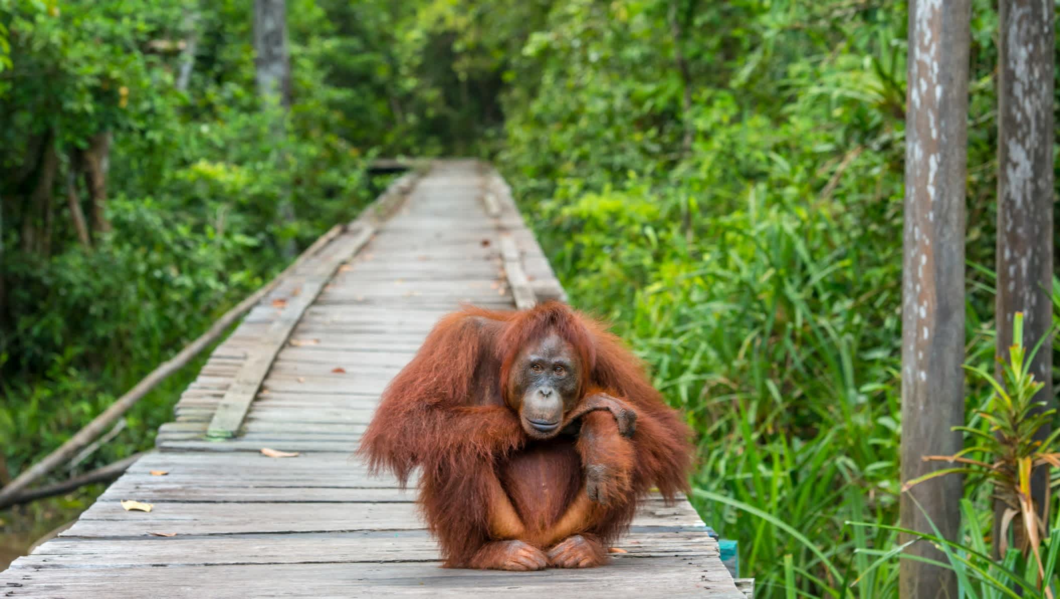 Orang-outan assis sur un ponton à Bornéo, Indonésie