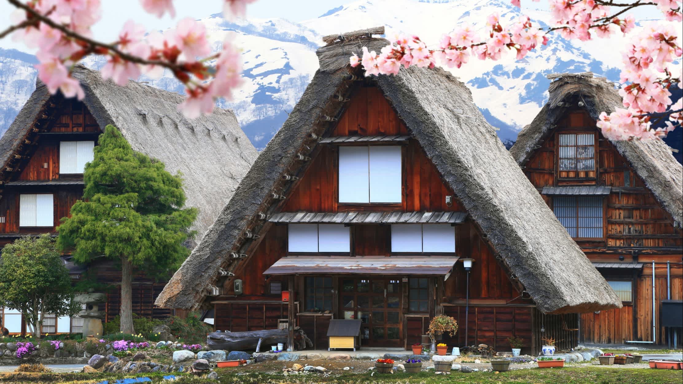 Historische Häuser und Kirschblüten in Shirakawago