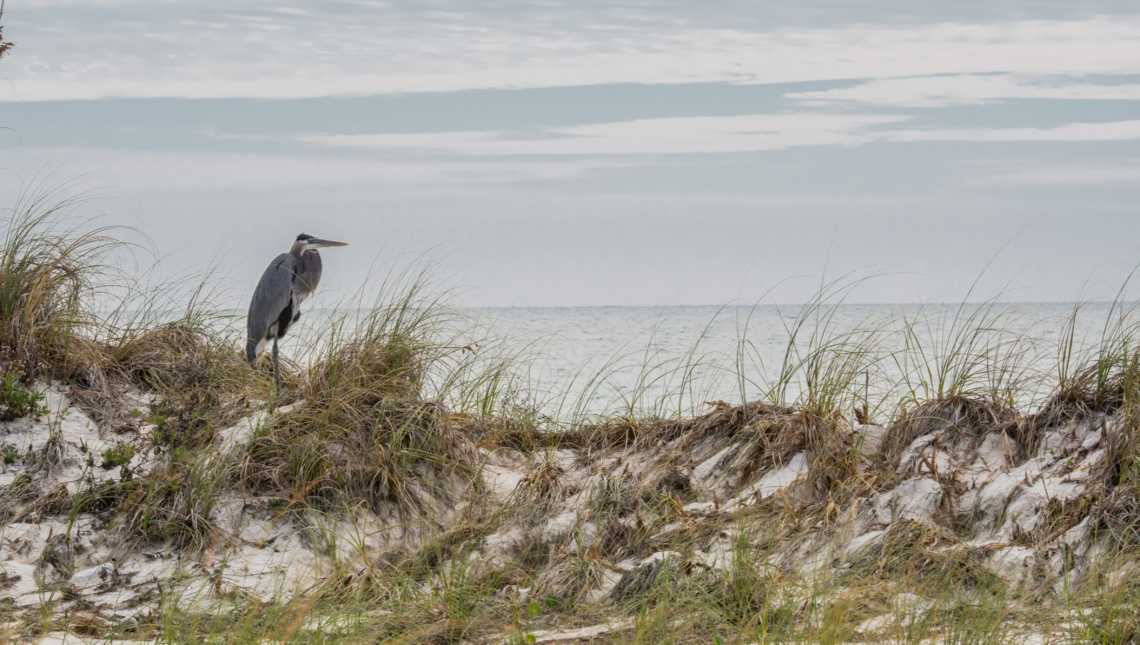 Oiseau sur une dune de sable dans le Parc d'état de l'île de St George, île de St George en Floride