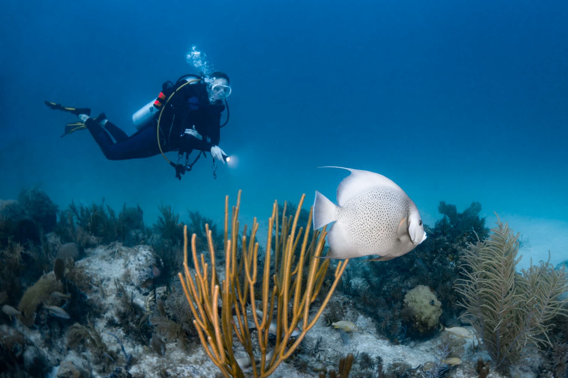 Ein Taucher mit einer Taschenlampe unter Wasser in Florida, USA.