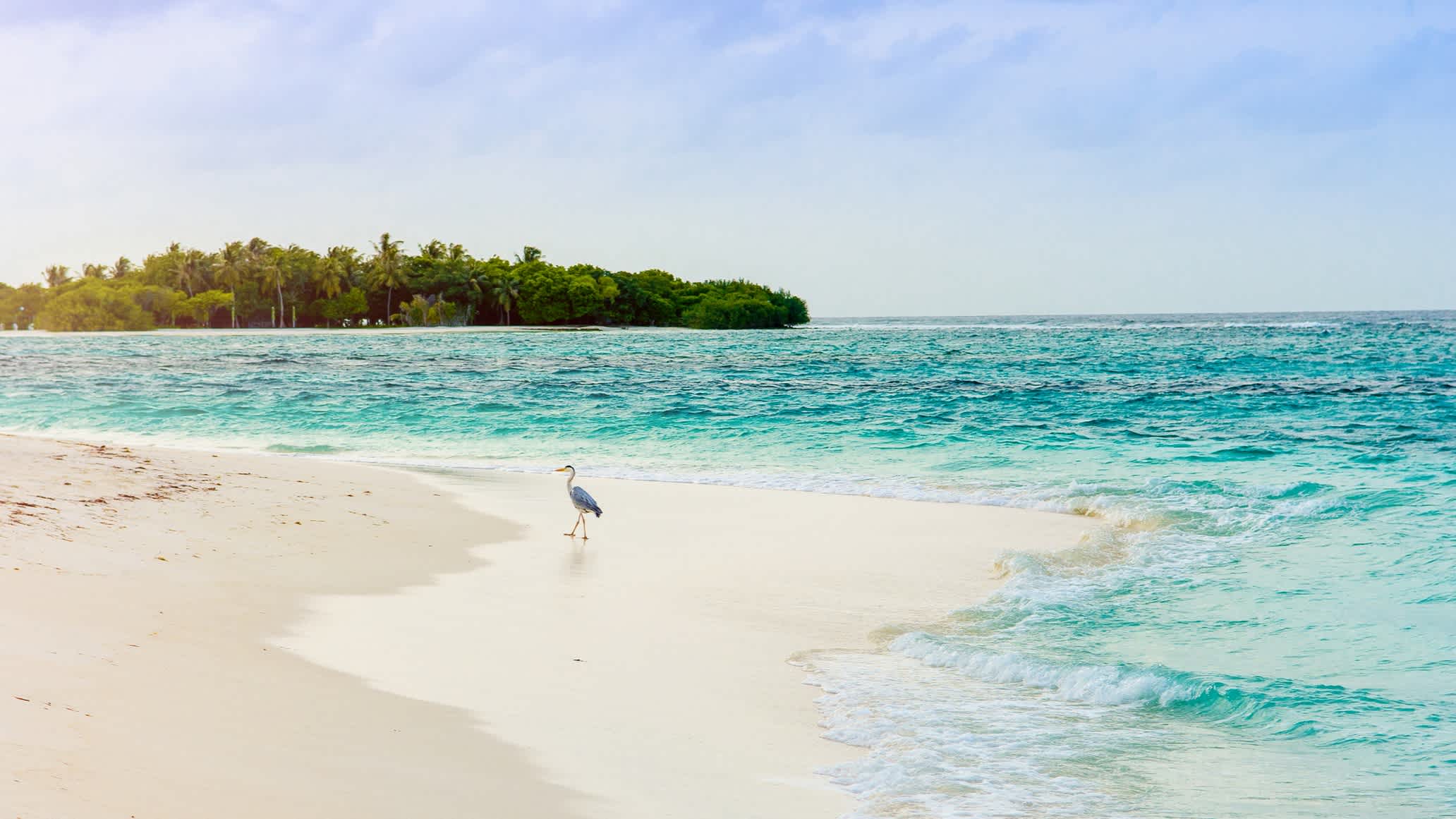 Hérons sur une plage de sable tropical aux Maldives
