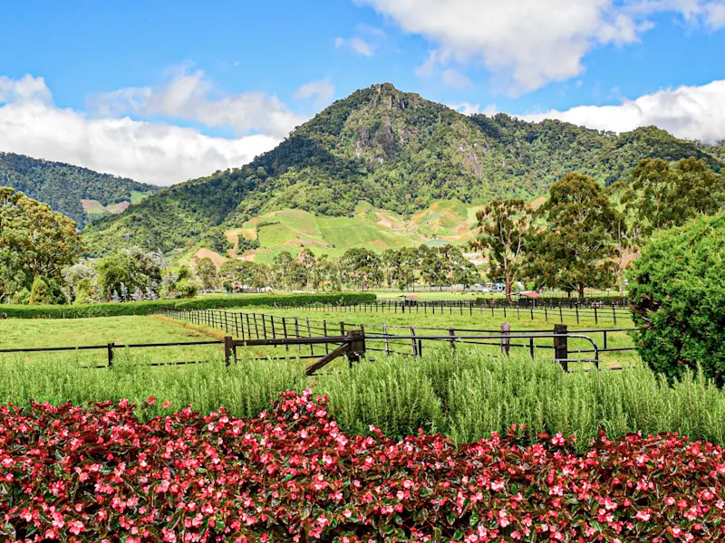 Panama, Chiriquí, Boquete Grüne Hügel und Blumen vor einer Bergkette. Boquete, Chiriquí, Panama.