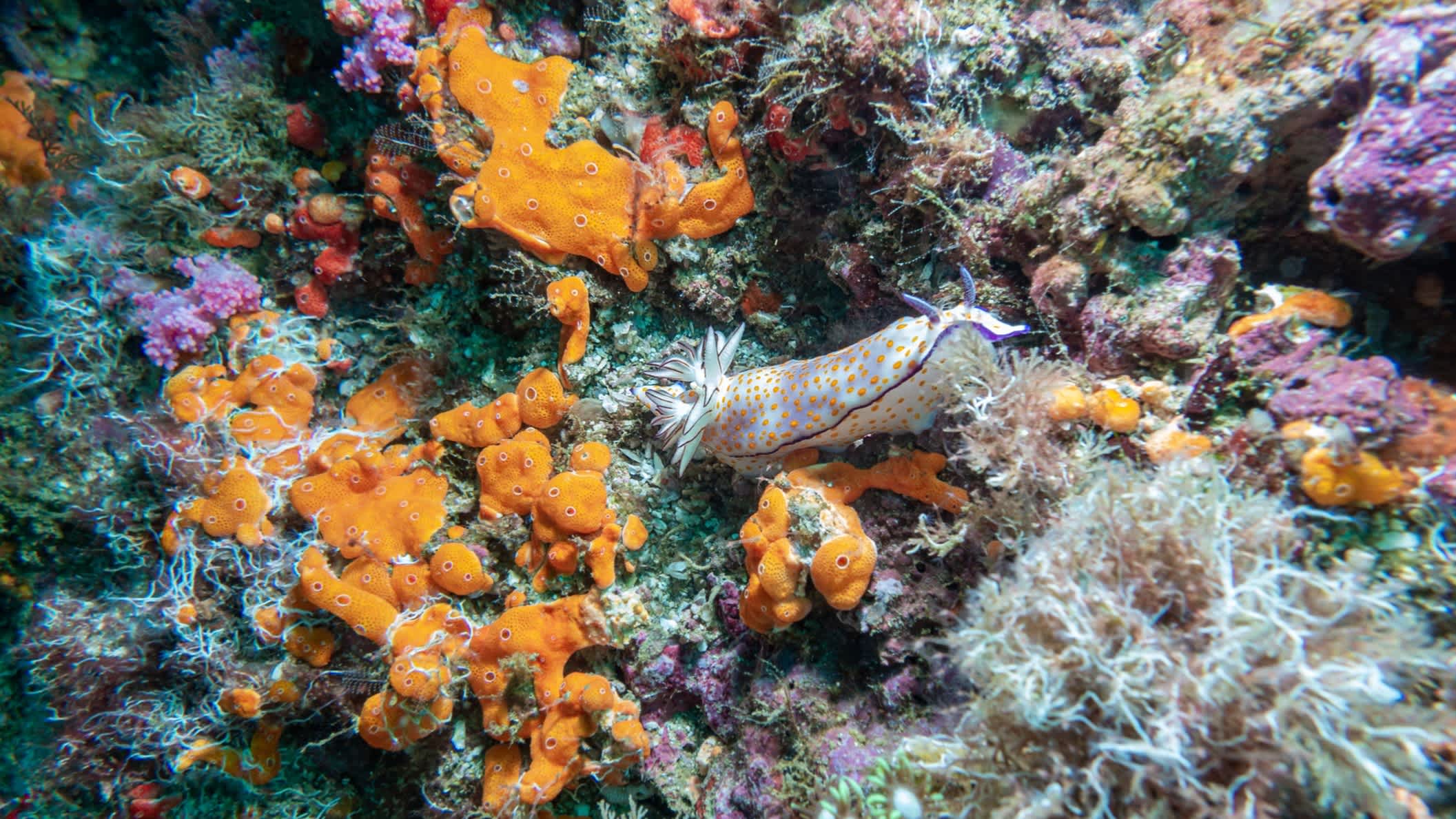 Unterwasserwelt eines Riffs in Musandam, Oman