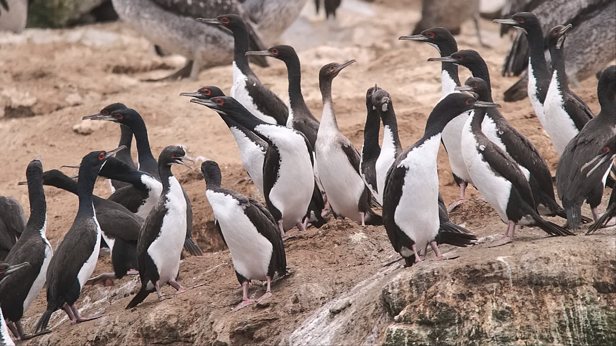 Eine Kolonie von Humboldt-Pinguinen am Strand von Punta Choros in Chile.