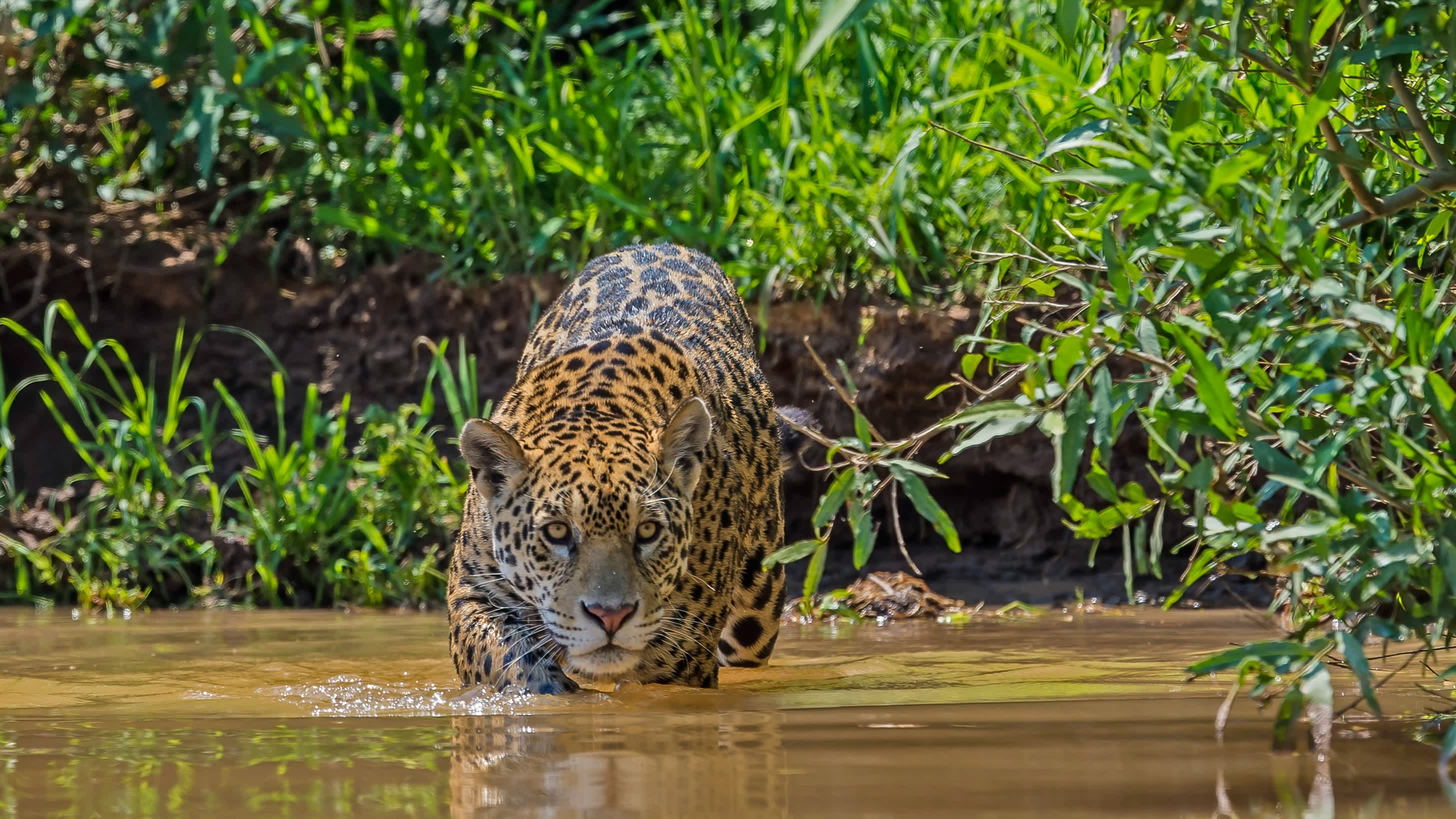 Leopard geht ins Wasser