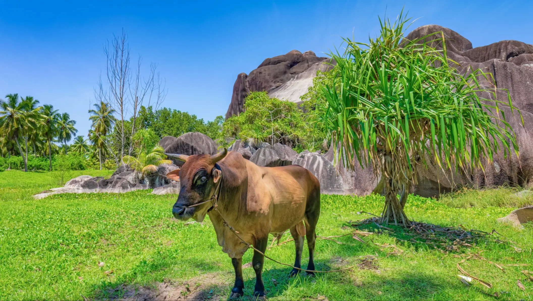 Le parc de l'Union Estate, avec ses imposantes formations rocheuses de granit caractéristiques et ses bovins près de la plage d'Anse Source d'Argent, à La Digue, aux Seychelles