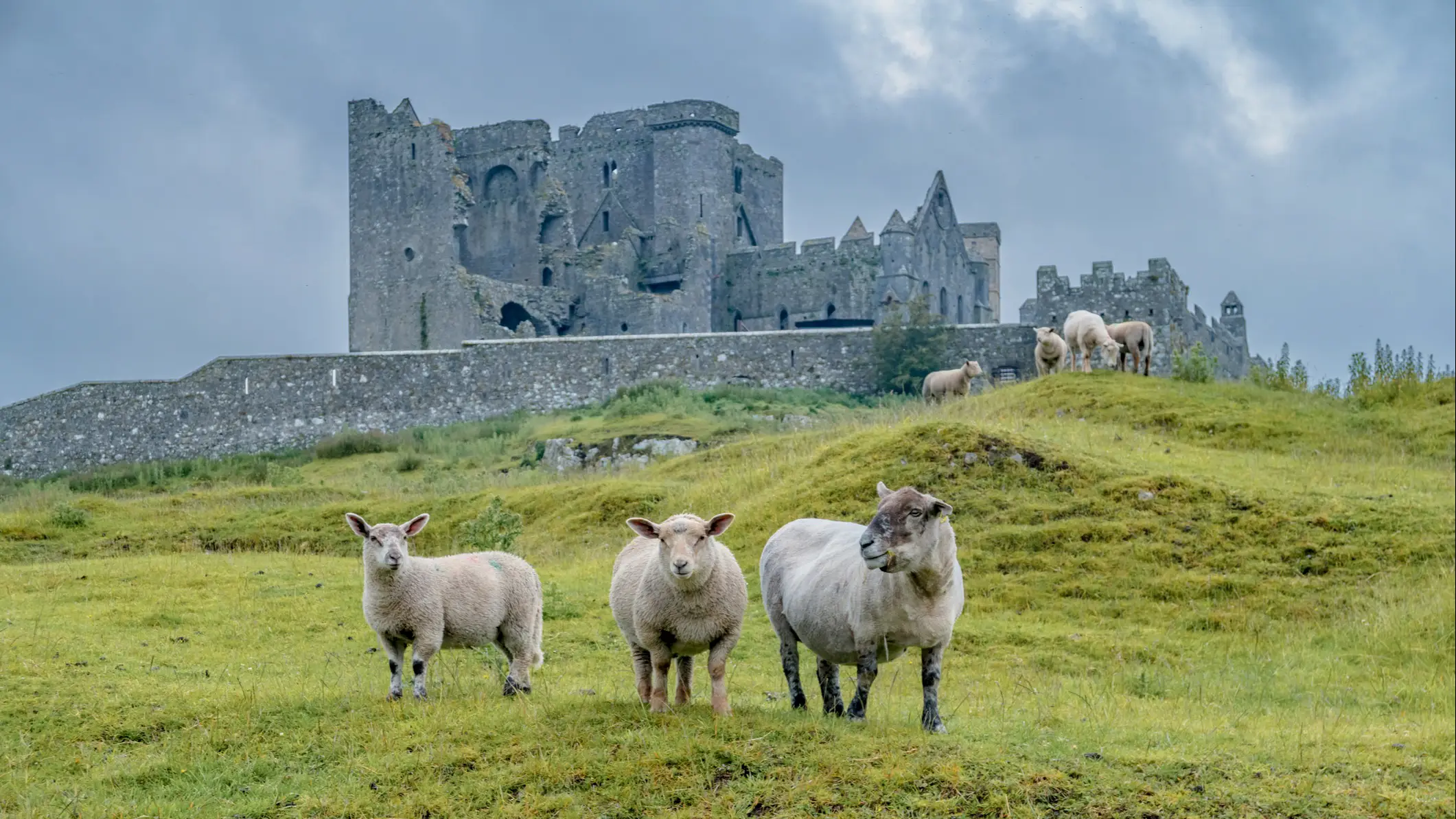 Sheep at the Rock of Cashel Ireland