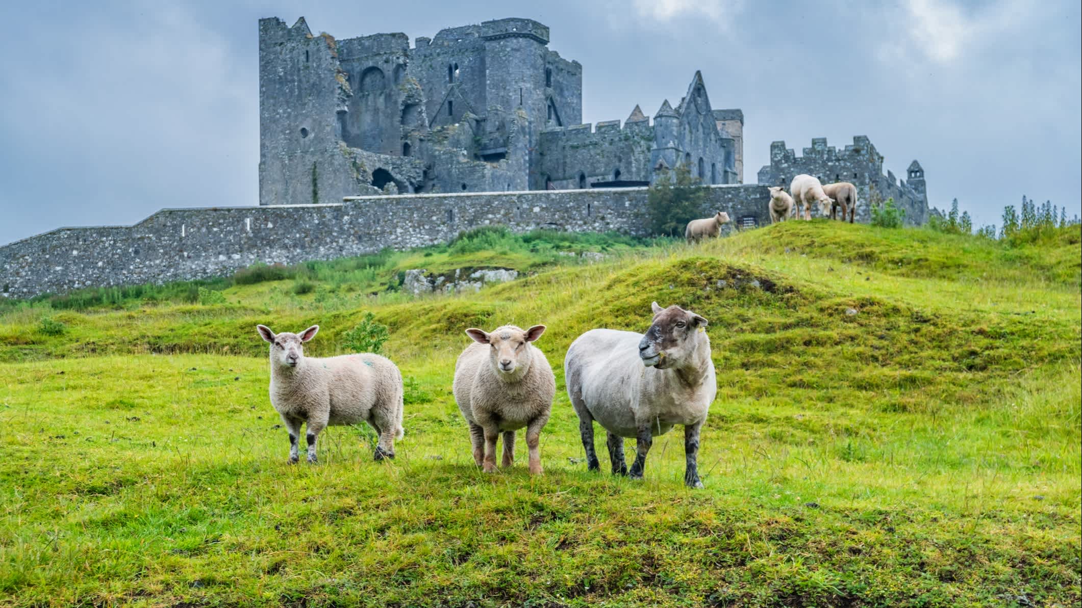 Schafe am Rock of Cashel Ireland