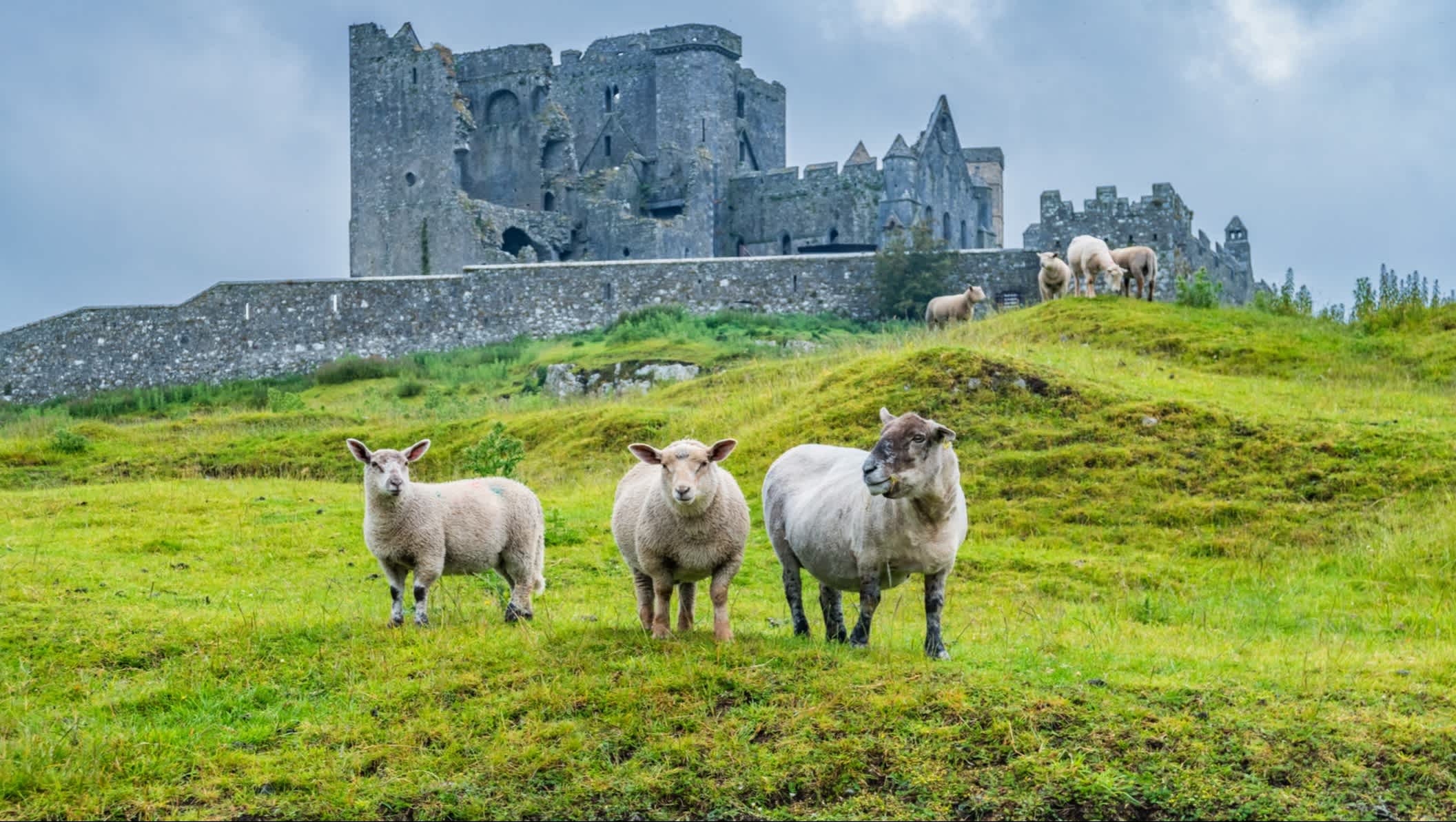 Schafe am Rock of Cashel Ireland