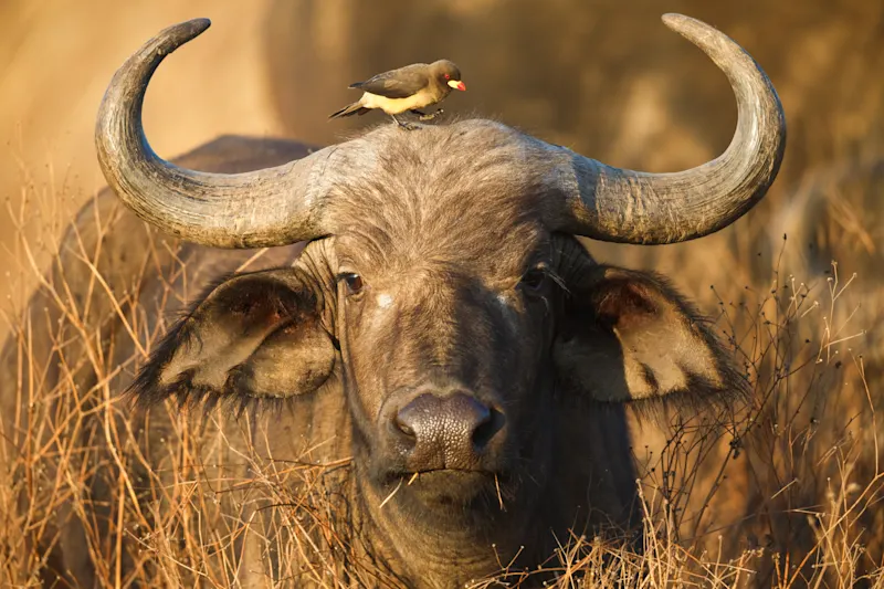 Buffle du Cap en Tanzanie.