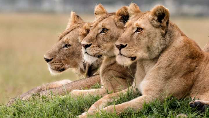 3 lionnes côte à côte dans le Masai Mara au Kenya