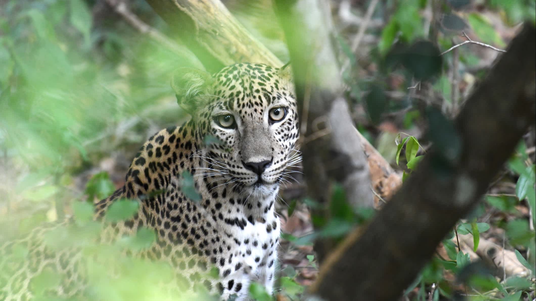 Léopard dans le parc national de Wilpattu, Sri Lanka
