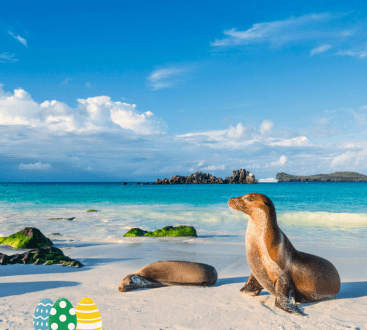 Seelöwen am Strand