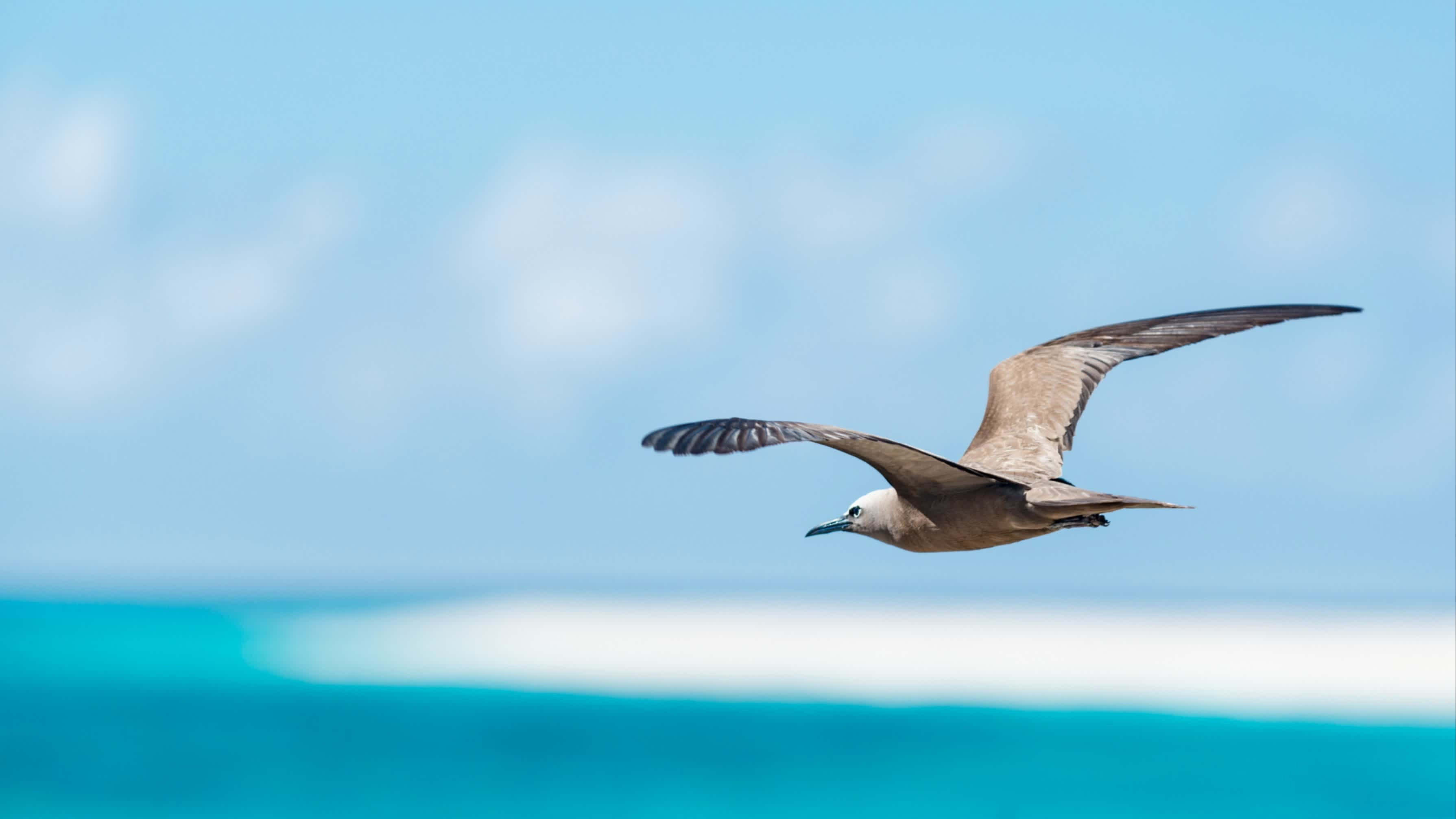 Ein Braunnoddi-Vogel fliegt tief über die Meeresoberfläche auf Bird Island auf den Seychellen.