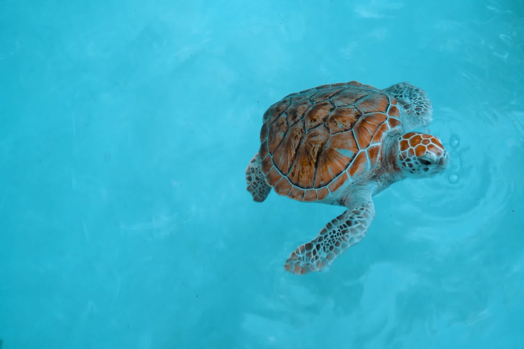 Tortue dans la mer du Maroc