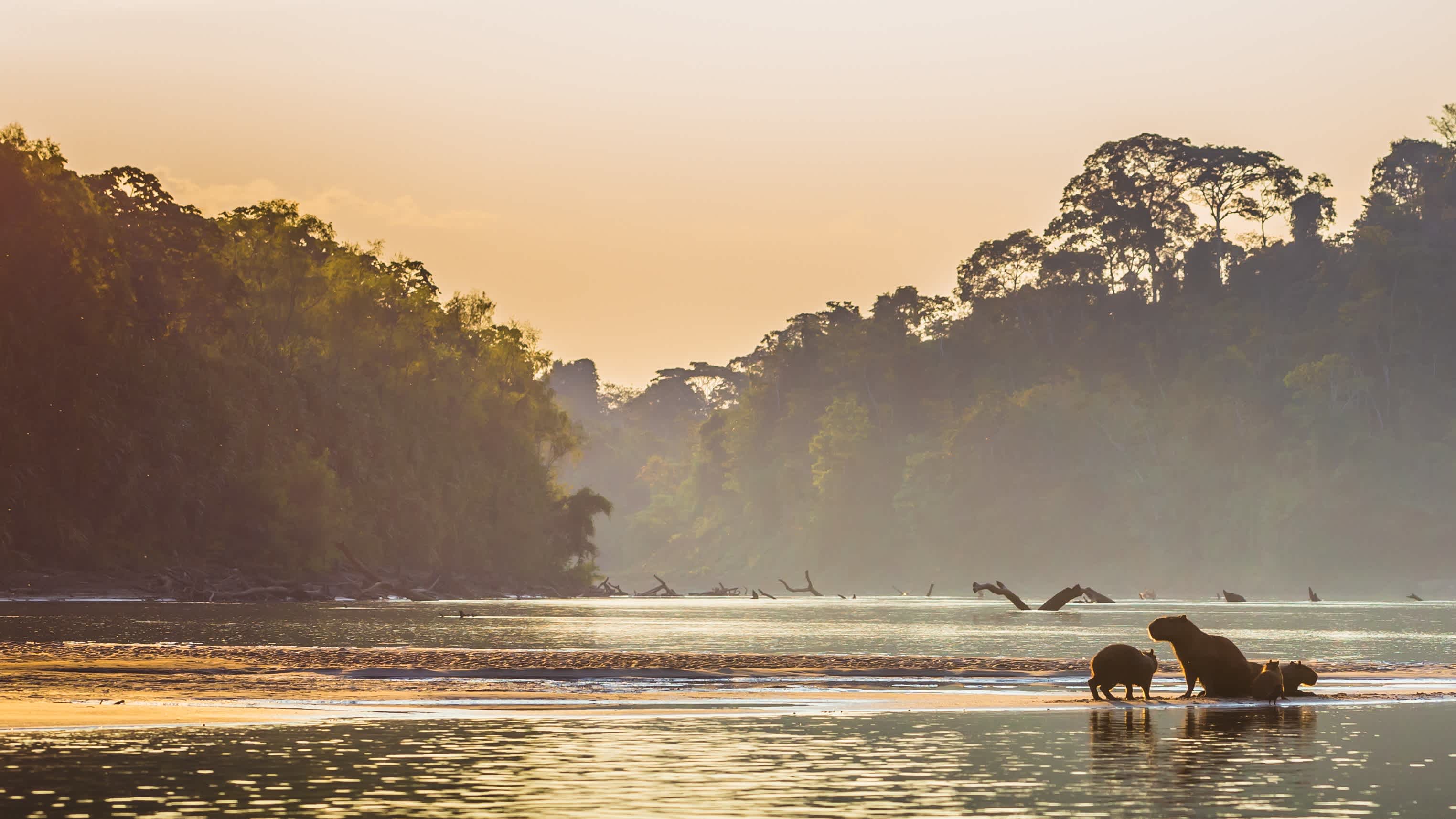 Famille de capybaras sur les rives de la forêt amazonienne dans le parc national de Manu, Pérou