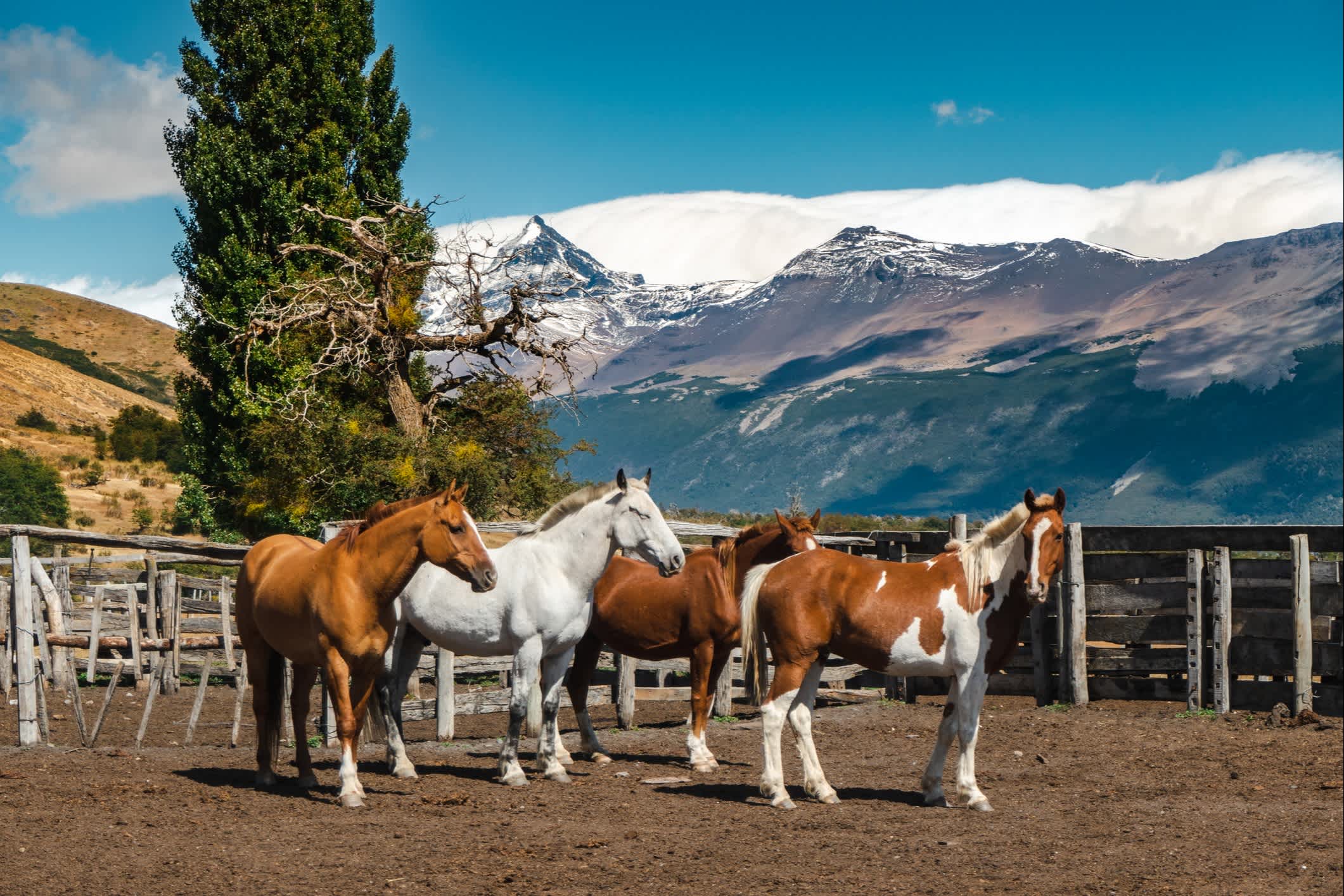 Pferde im Nationalpark Los Glaciares in Patagonien, Argentinien. 

