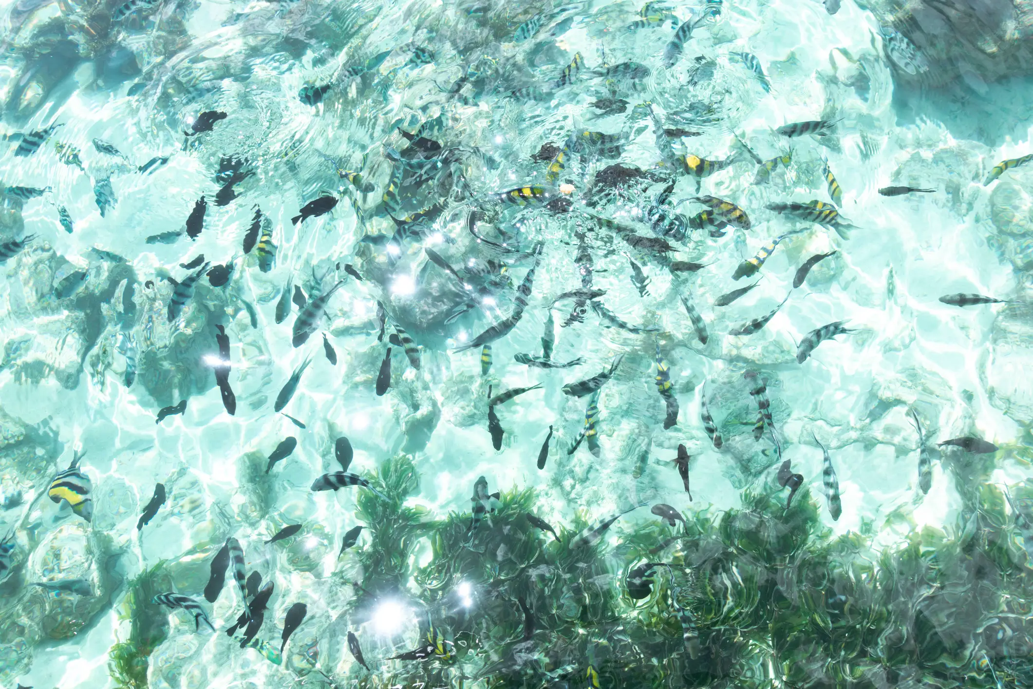 Kenia, Fische Fischschwarm im seichten Gewässer