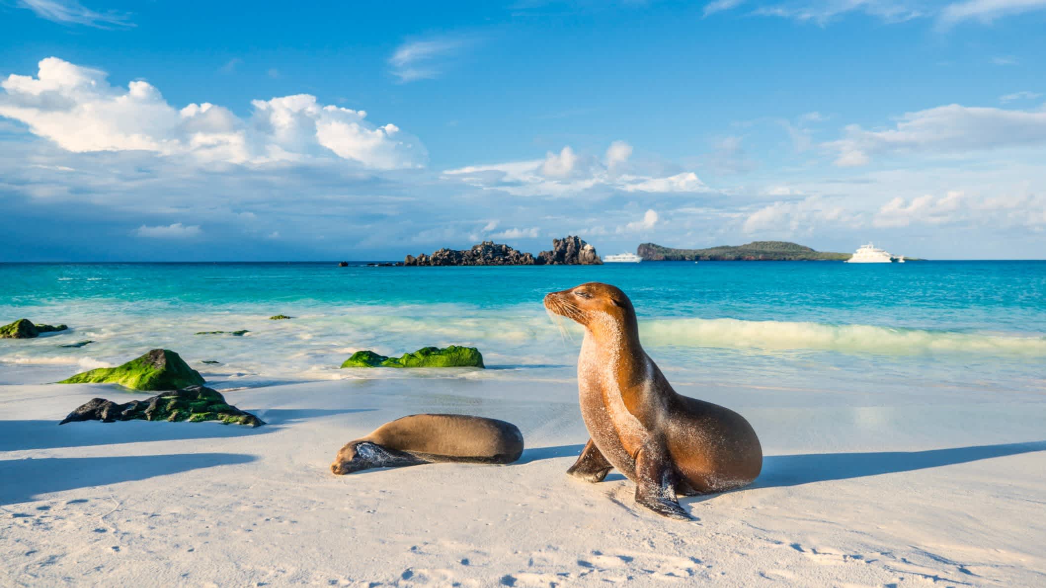 Galapagos-Seelöwe beim Sonnenbad am Strand der Insel Espanola, Galapagos-Inseln im Pazifischen Ozean, Ecuador.