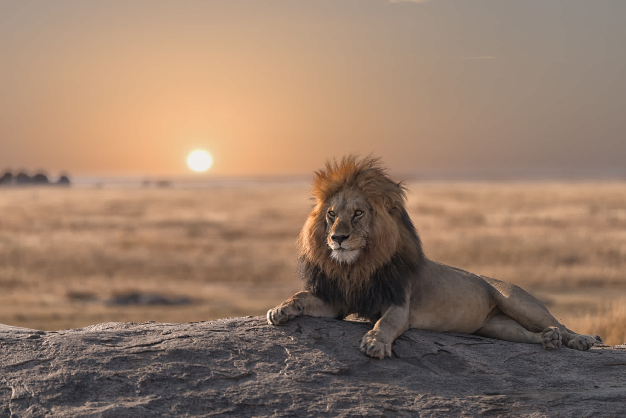 Der Löwe sitzt auf einem Felsen im Serengeti-Nationalpark in Tansania.