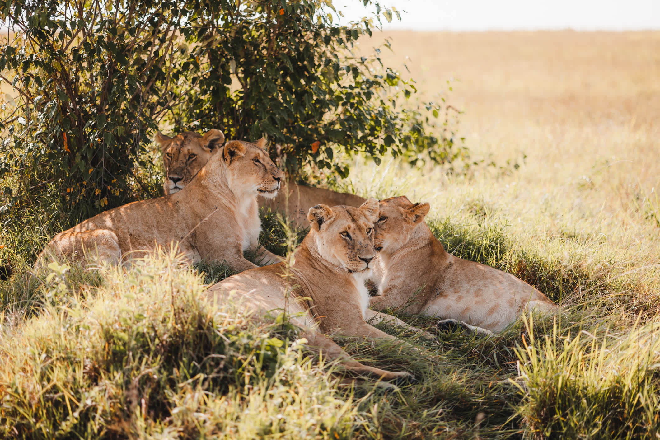 Un troupeau de lionnes à l'abri du soleil dans le Parc national d'Amboseli au Masai Mara, Kenya
