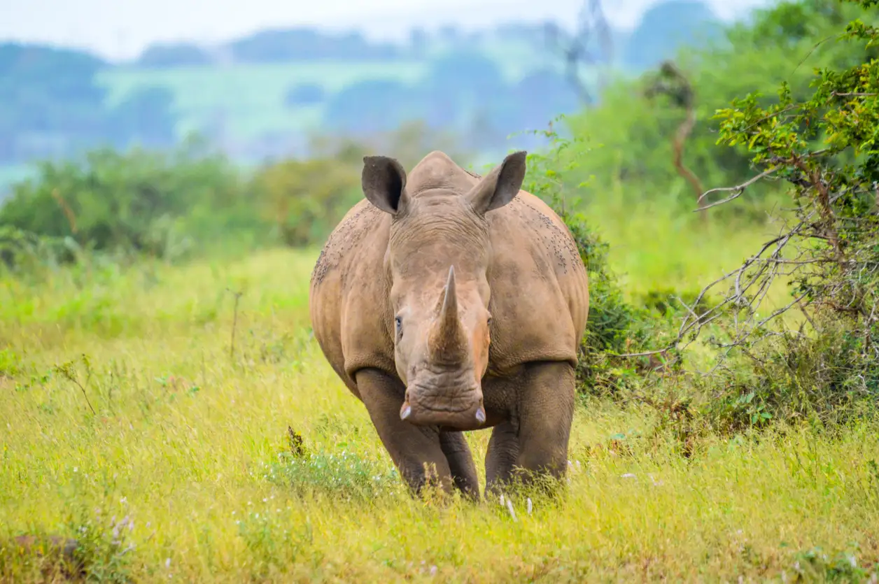 Nashorn in Südafrika - Beste Reisezeit