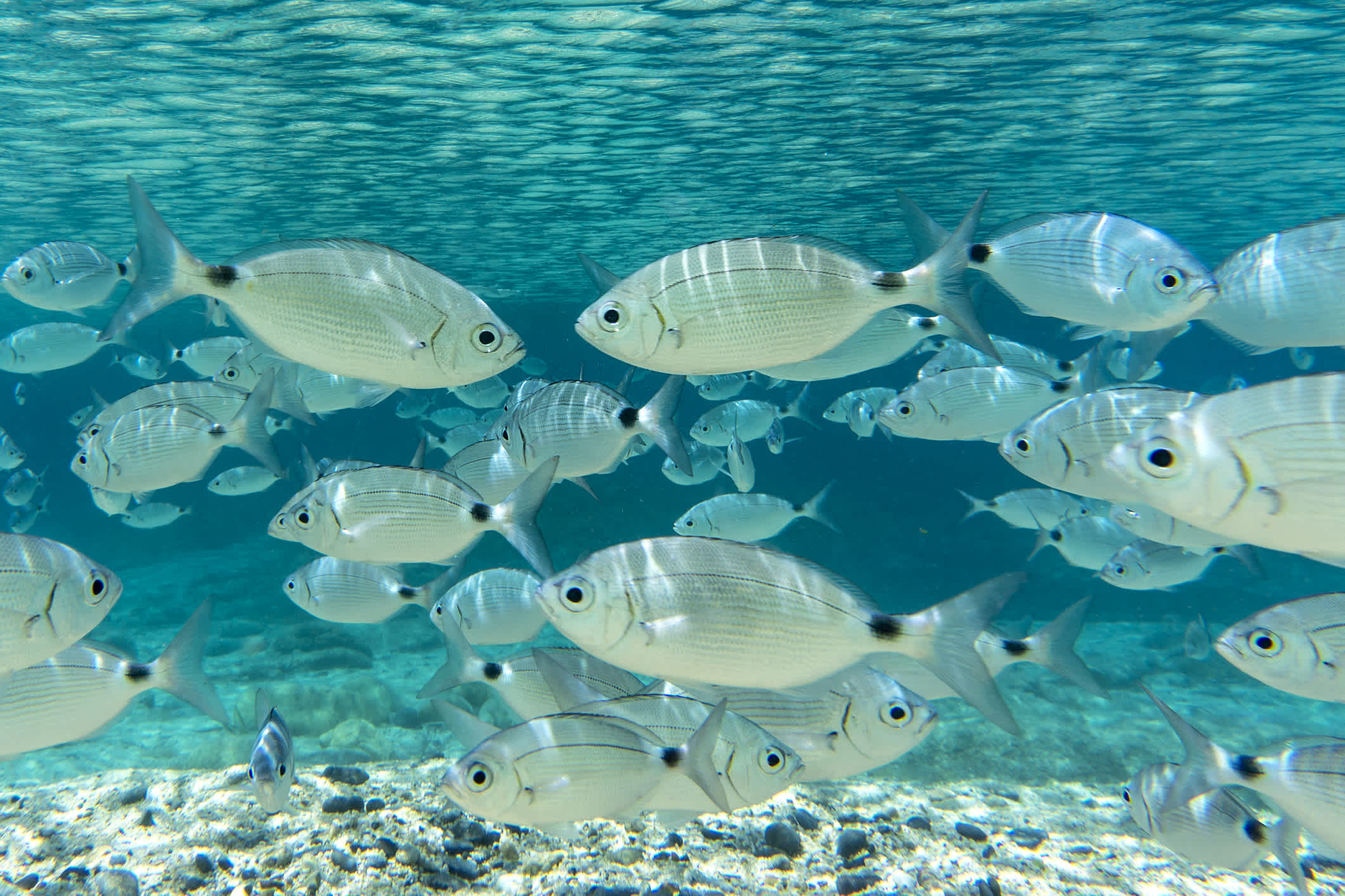 Fischen Sie im kristallklaren Wasser von Villasimius, Sardinien, Italien. 

