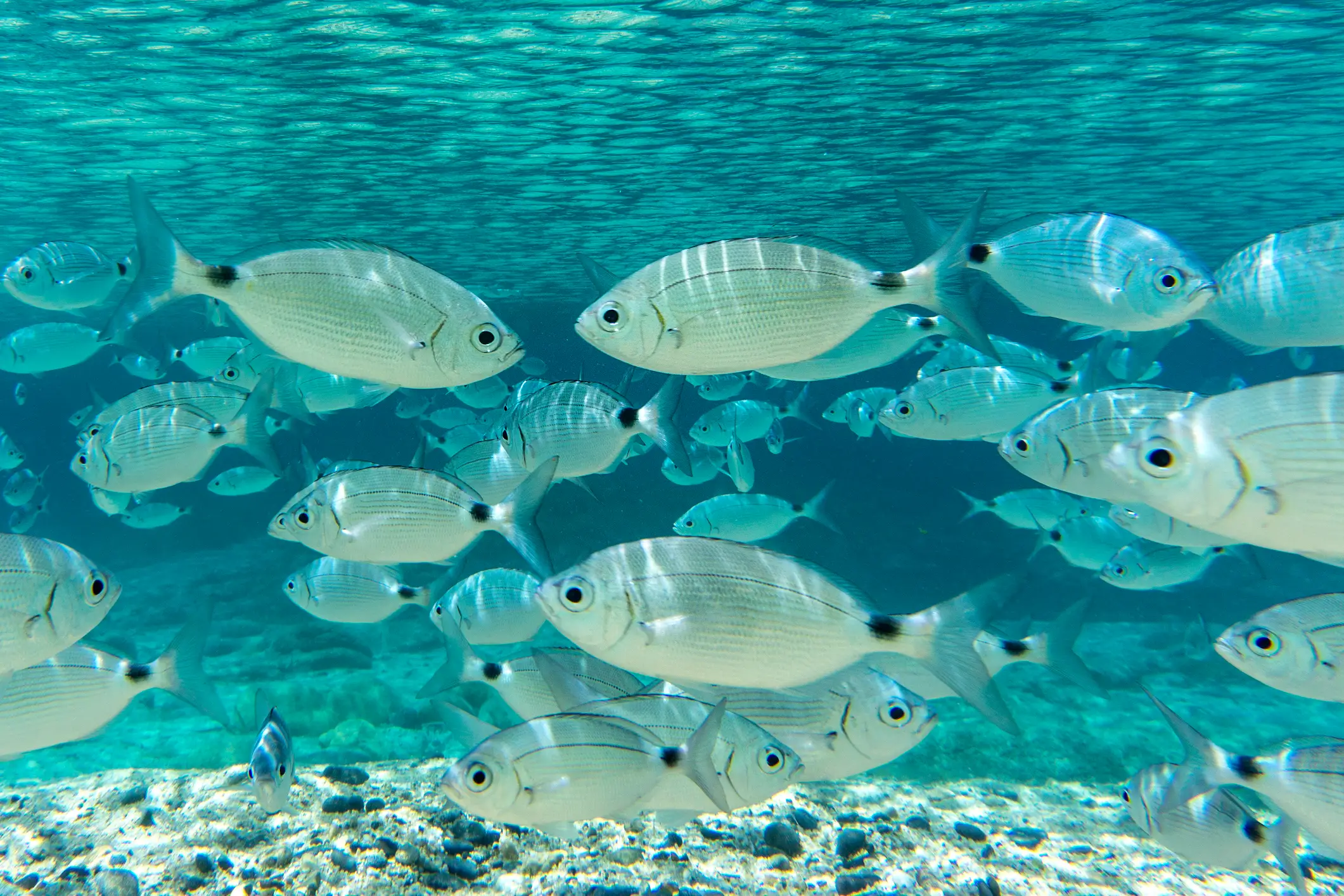 Italien, Sardinien, Tauchen Fischen Sie im kristallklaren Wasser von Villasimius, Sardinien, Italien.