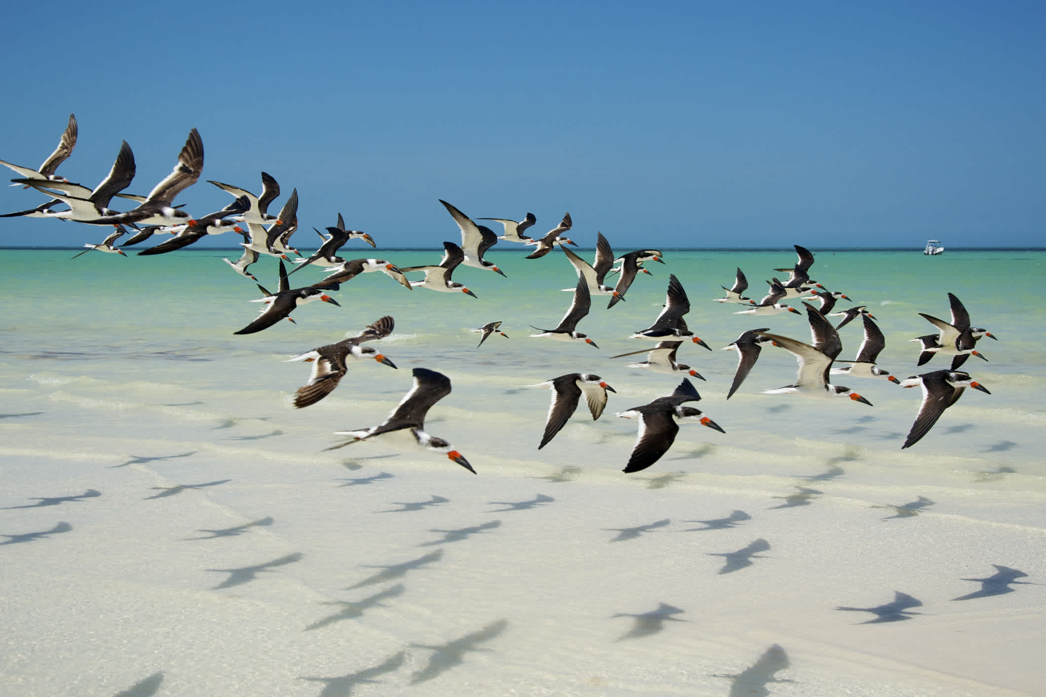 Une nuée de becs-en-ciseaux survole l'île de Holbox, au Mexique