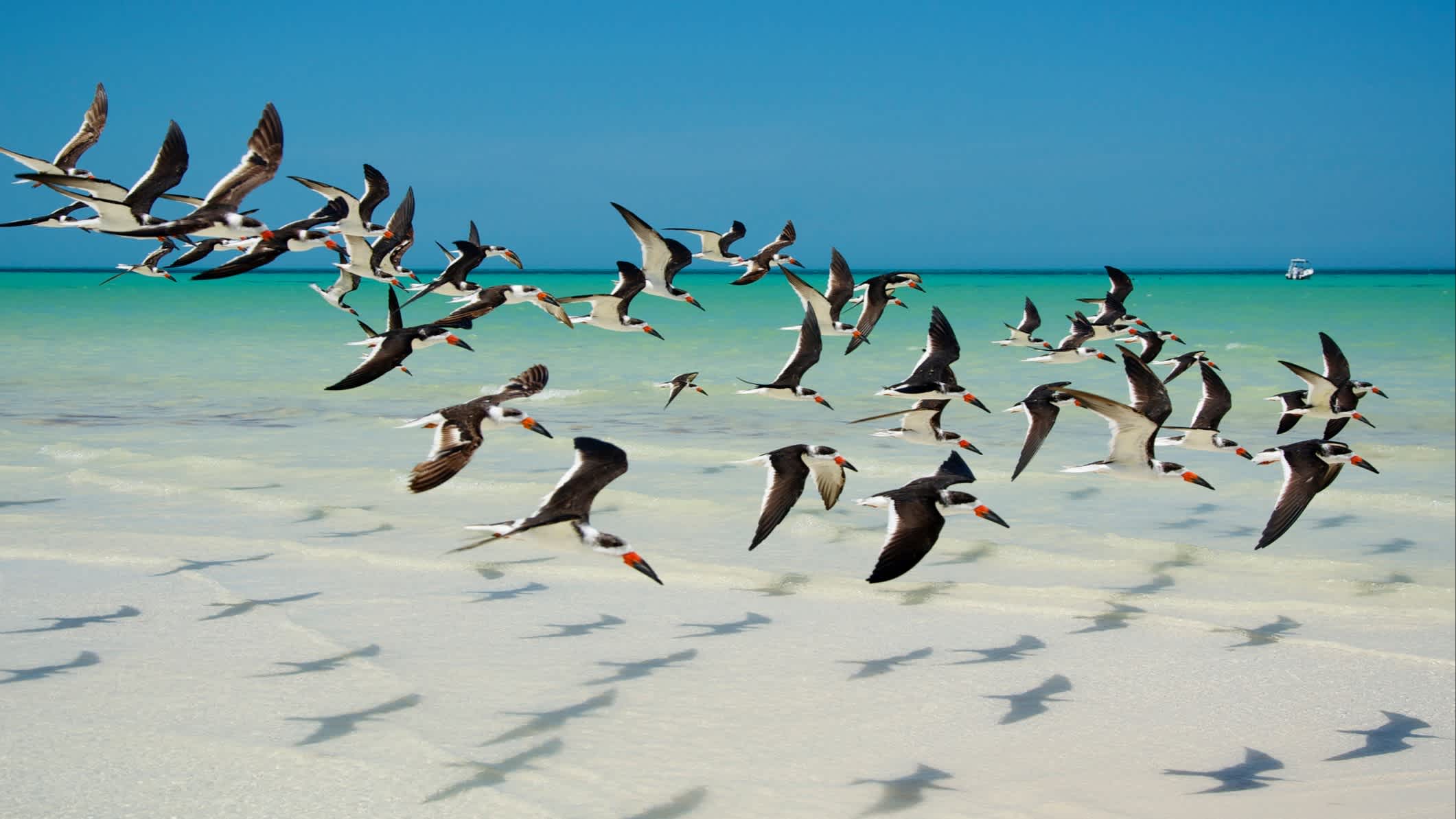 Ein Schwarm von Scherenschnäbel fliegt über die Holbox Insel, Mexiko, bei Sonnenschein und mit Blick auf das Meer.