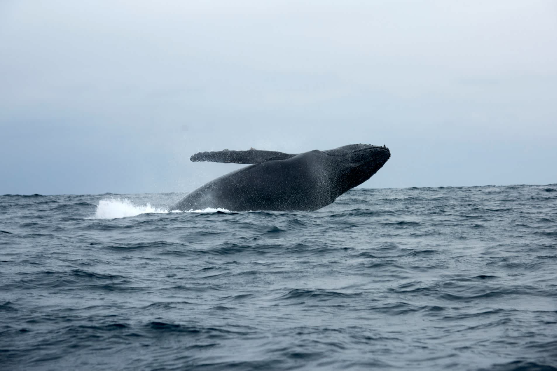 Partez au Pérou pendant la saison d'observation des baleines