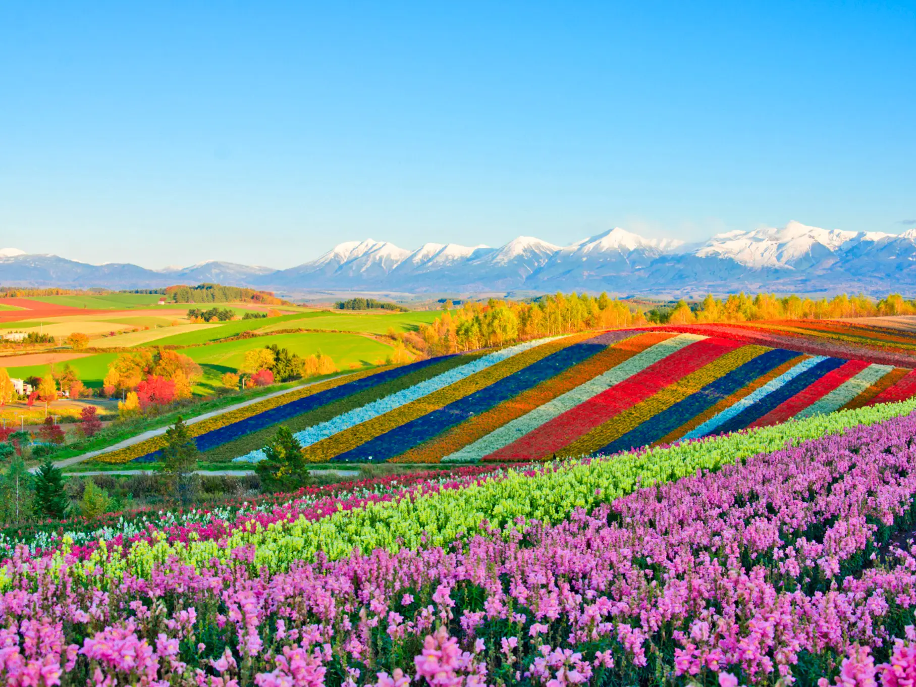 Japon, Hokkaido, Shikisai-no-Oka