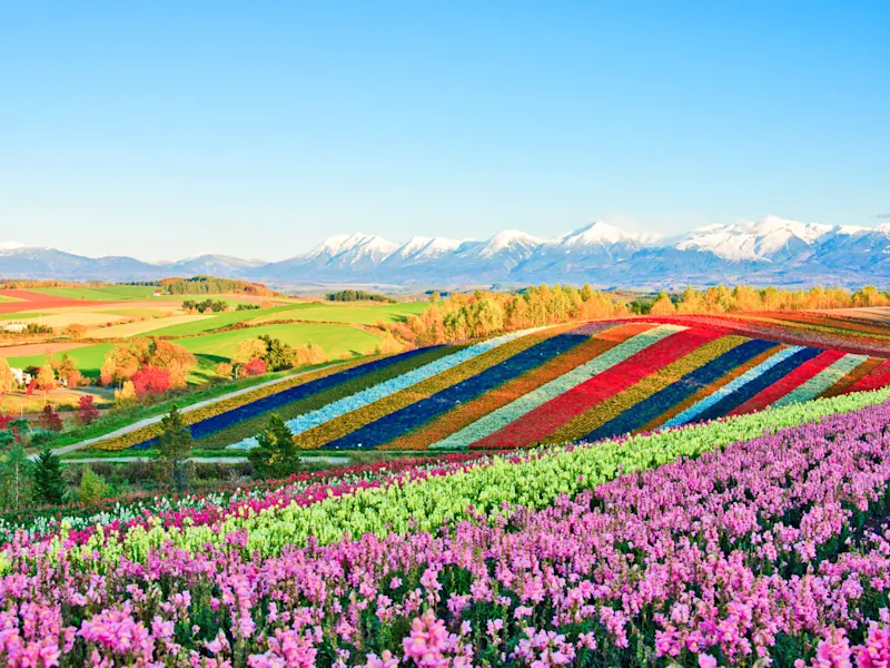Japan, Hokkaido, Shikisai-no-Oka Bunte Blumenfelder mit schneebedeckten Bergen im Hintergrund. Japan, Hokkaido, Shikisai-no-Oka