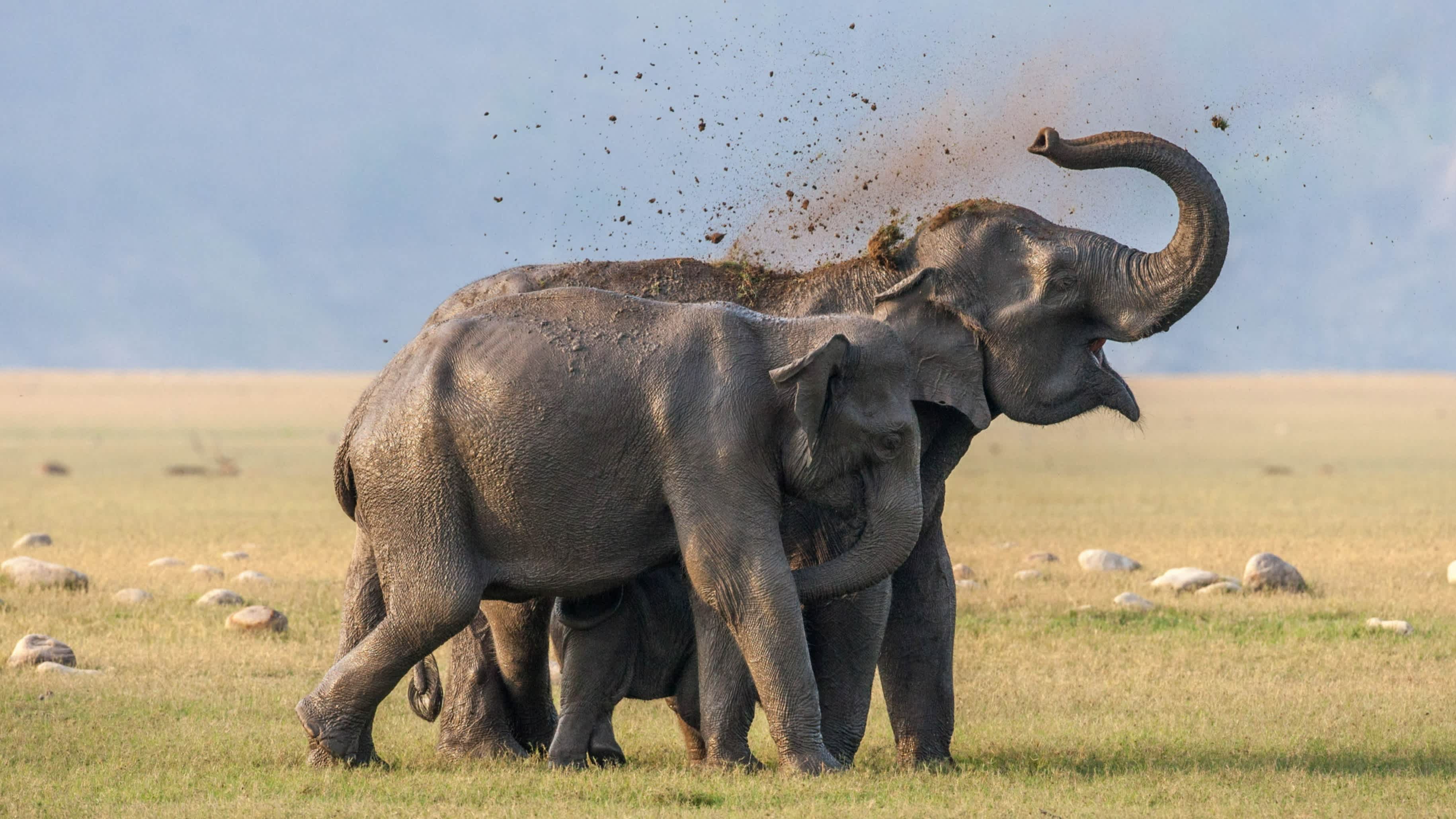 Elefantenherde in Jim Corbett Nationalpark, Indien.