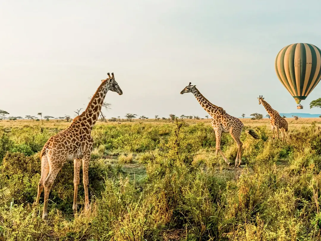 Giraffen auf einer weiten Savanne mit Heißluftballon im Hintergrund. Serengeti-Nationalpark, Tansania