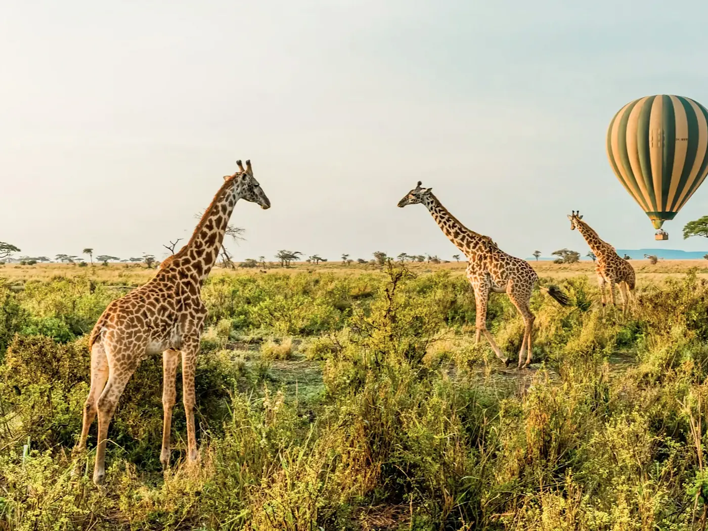 Tansania, Serengeti-Nationalpark Giraffen auf einer weiten Savanne mit Heißluftballon im Hintergrund. Serengeti-Nationalpark, Tansania