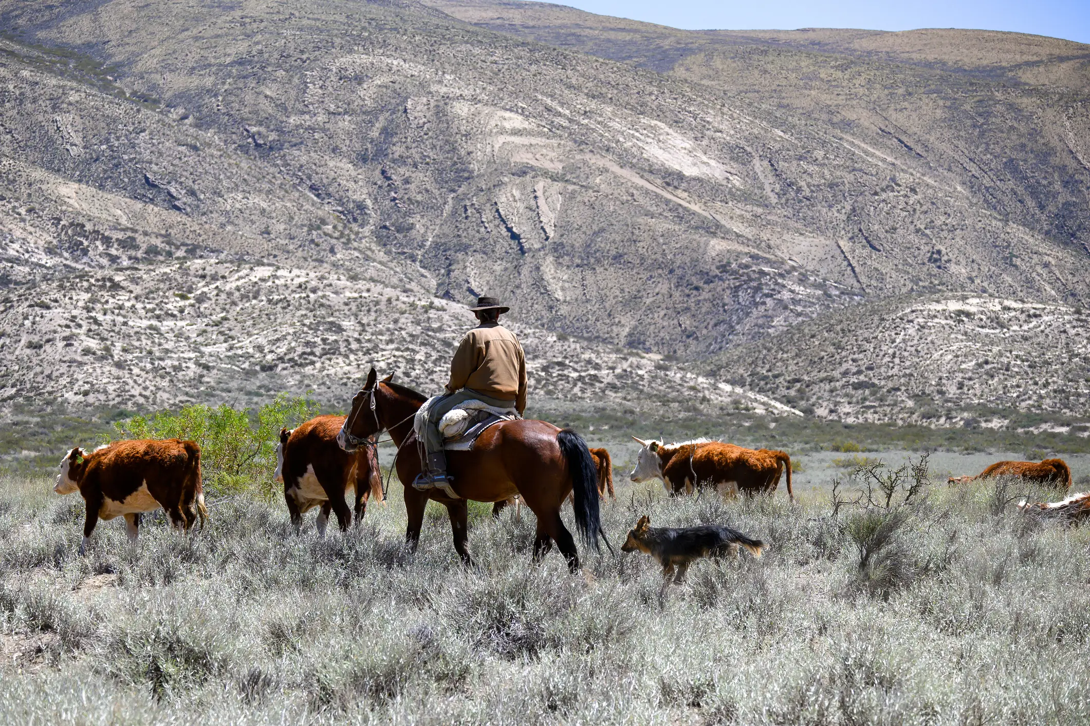 Argentinischer Gaucho Argentinischer Gaucho zu Pferd hütet Kühe mit seinem Hund