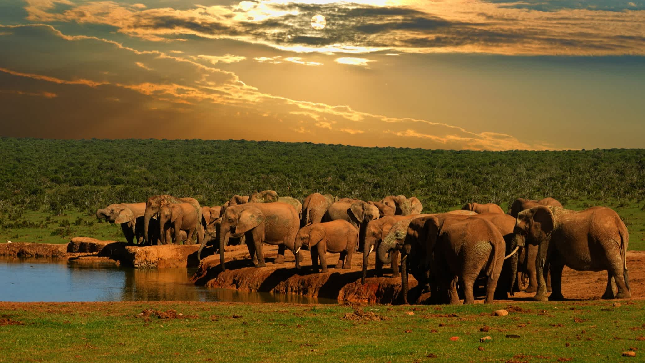Elefanten-Herd am Wasserloch bei Sonnenuntergang
