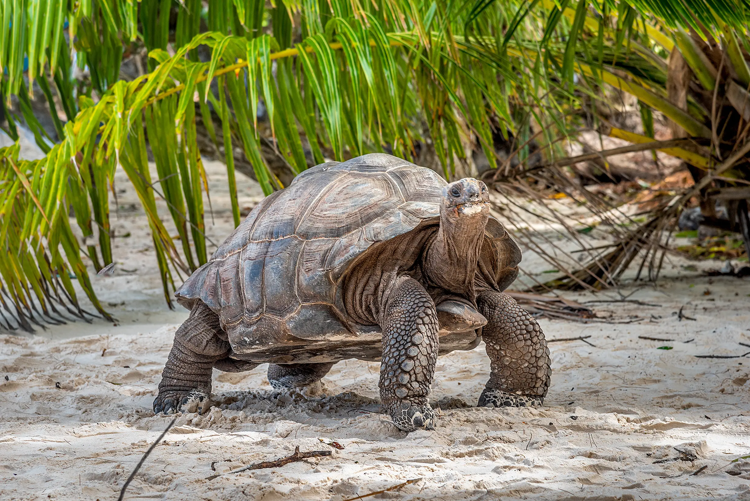 Seychellen, Schildkröten Riesige Schildkröte in Seychellen
