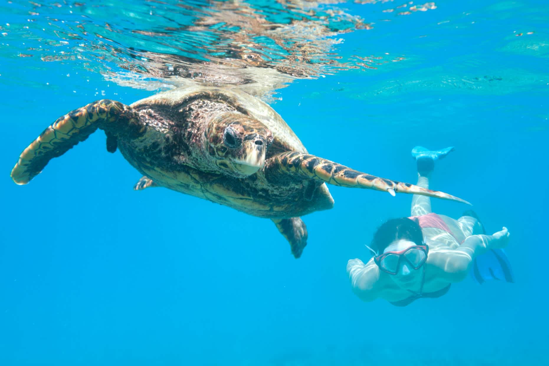 Découvrez le monde sous marin des seychelles lors d'une sortie plongée